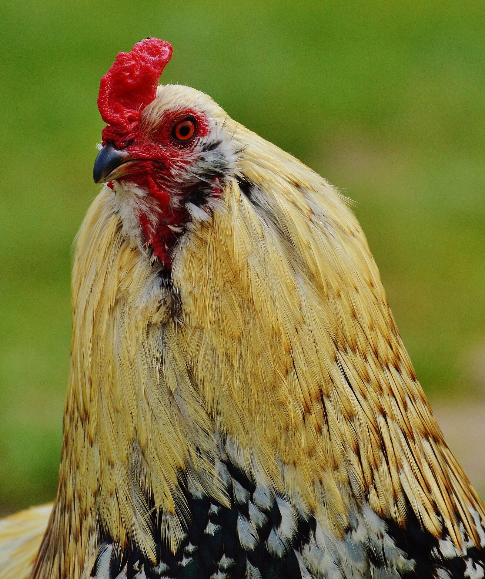 Nikon D3200 sample photo. Hahn, wildpark poing, pride photography