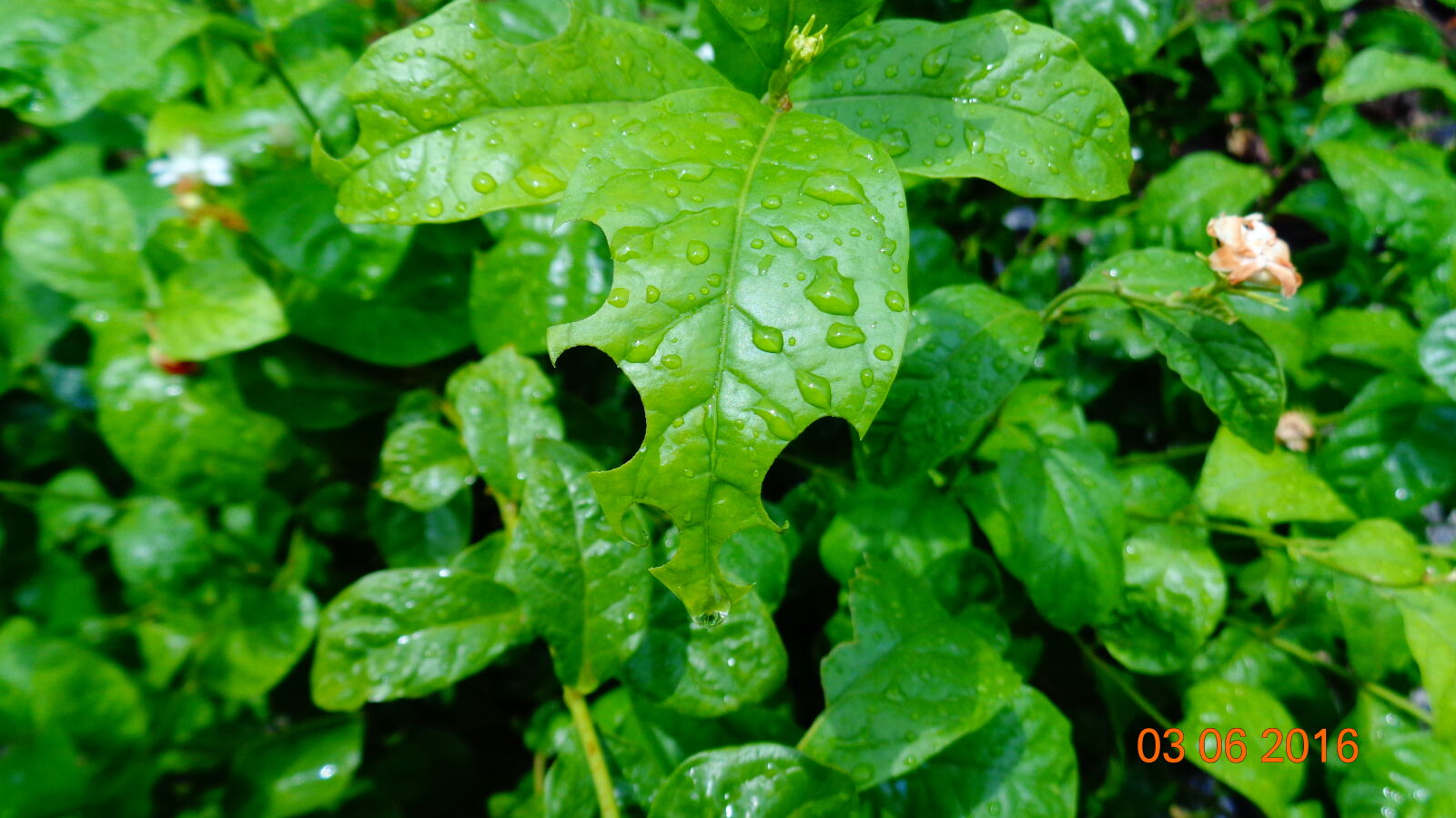 Sony Cyber-shot DSC-W830 sample photo. Green, leaf photography
