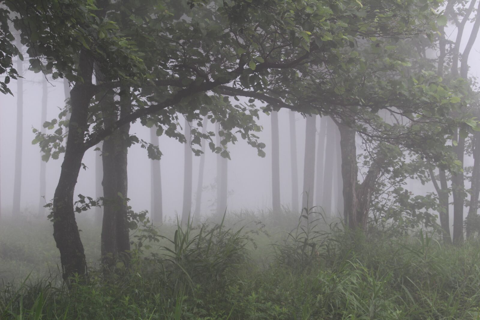 Canon EOS 100D (EOS Rebel SL1 / EOS Kiss X7) sample photo. Forest, fog, mountain photography