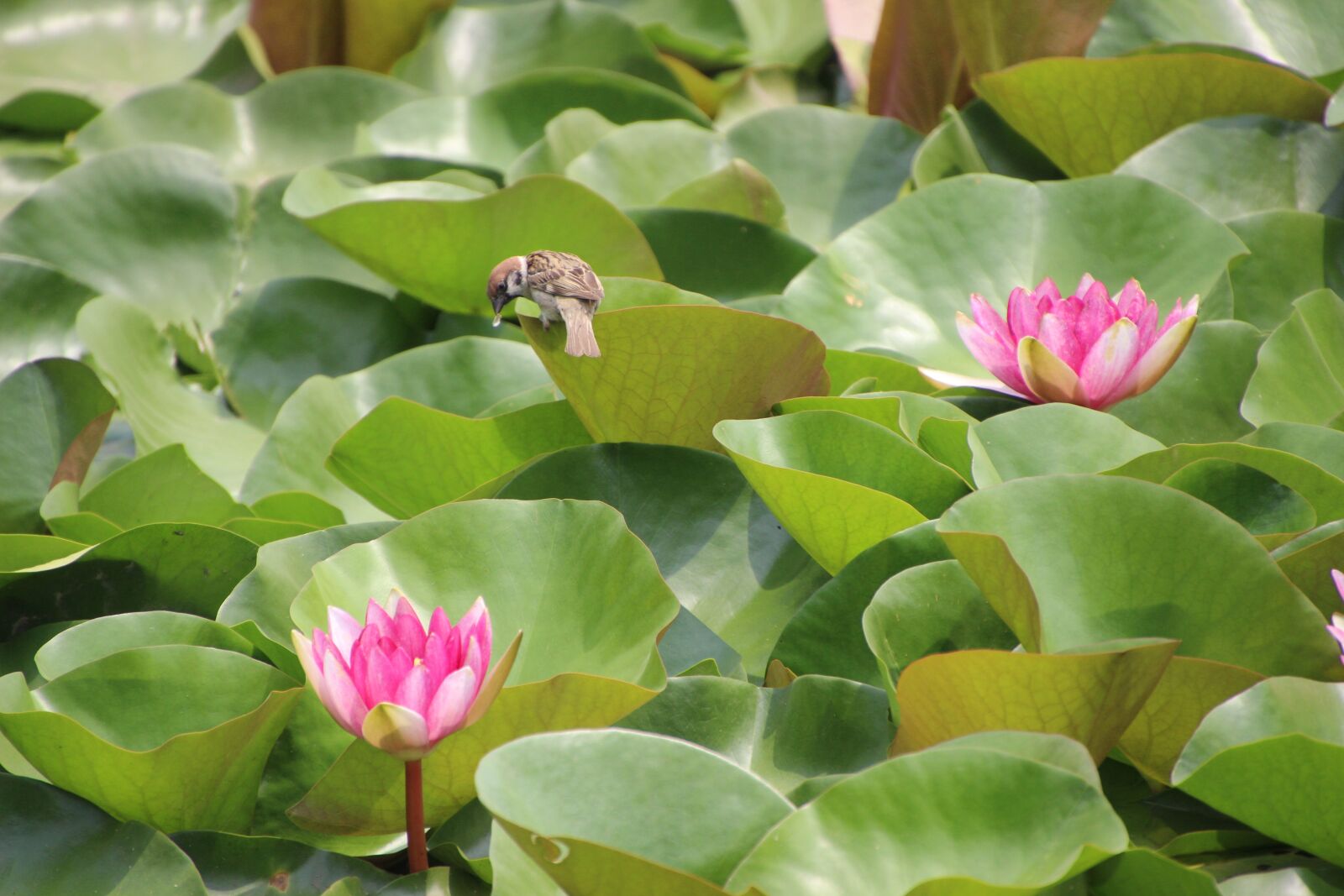 Canon EOS 600D (Rebel EOS T3i / EOS Kiss X5) sample photo. "Scene, lotus, water lily" photography