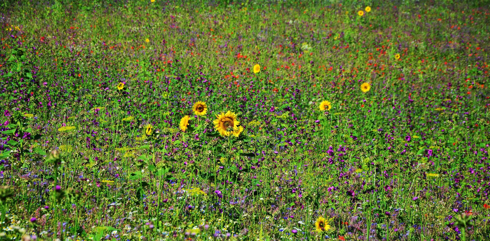 Nikon D5200 sample photo. Flower meadow, wildflowers, field photography