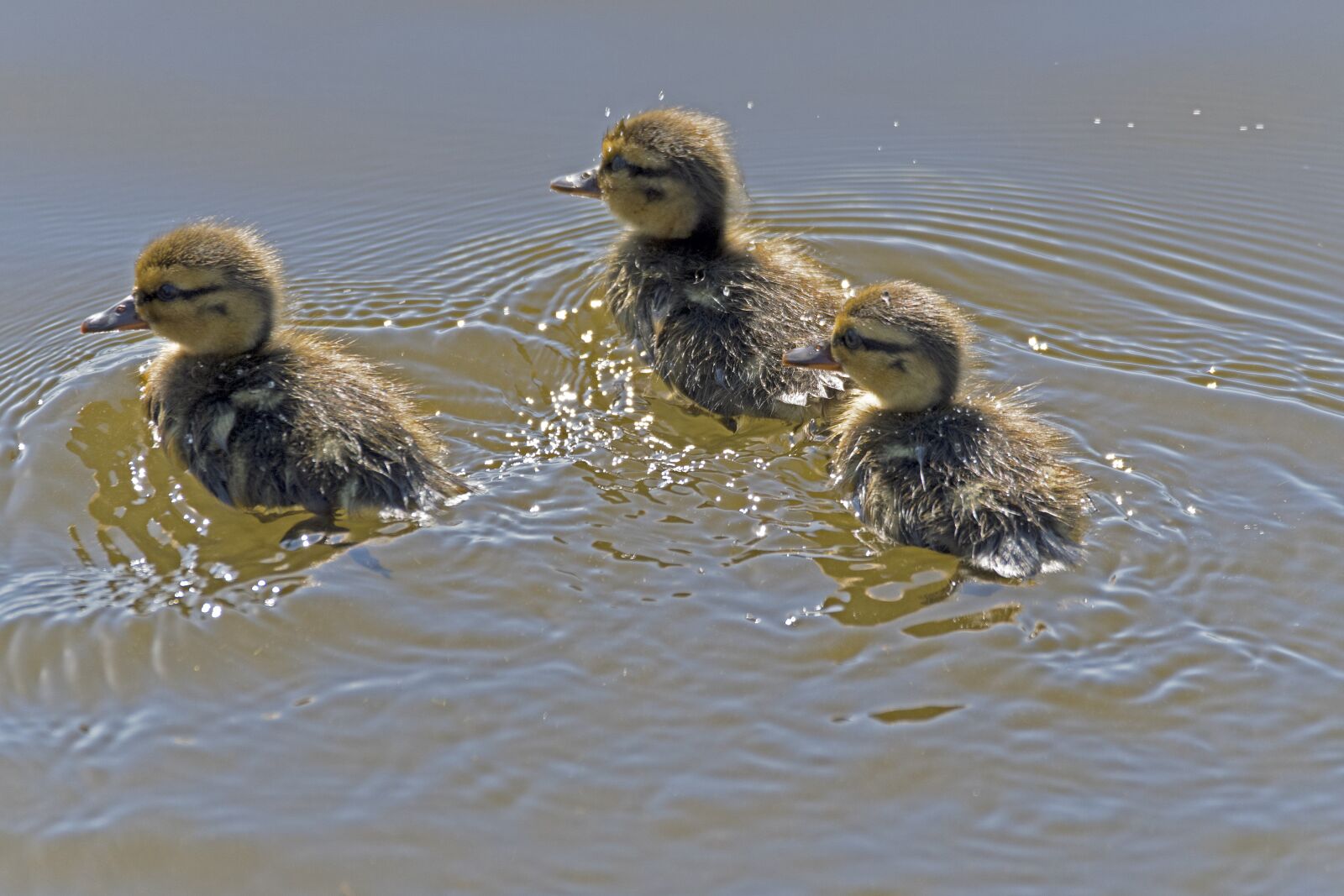 Nikon D500 sample photo. Ducklings, chicks, swim photography