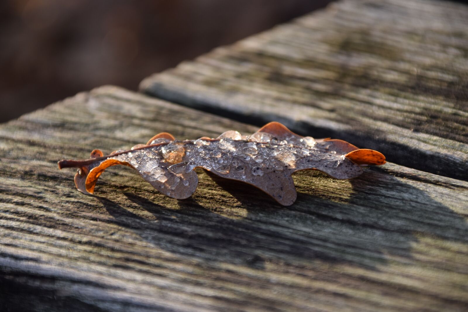 Nikon D3300 sample photo. Leaf, autumn, leaves photography