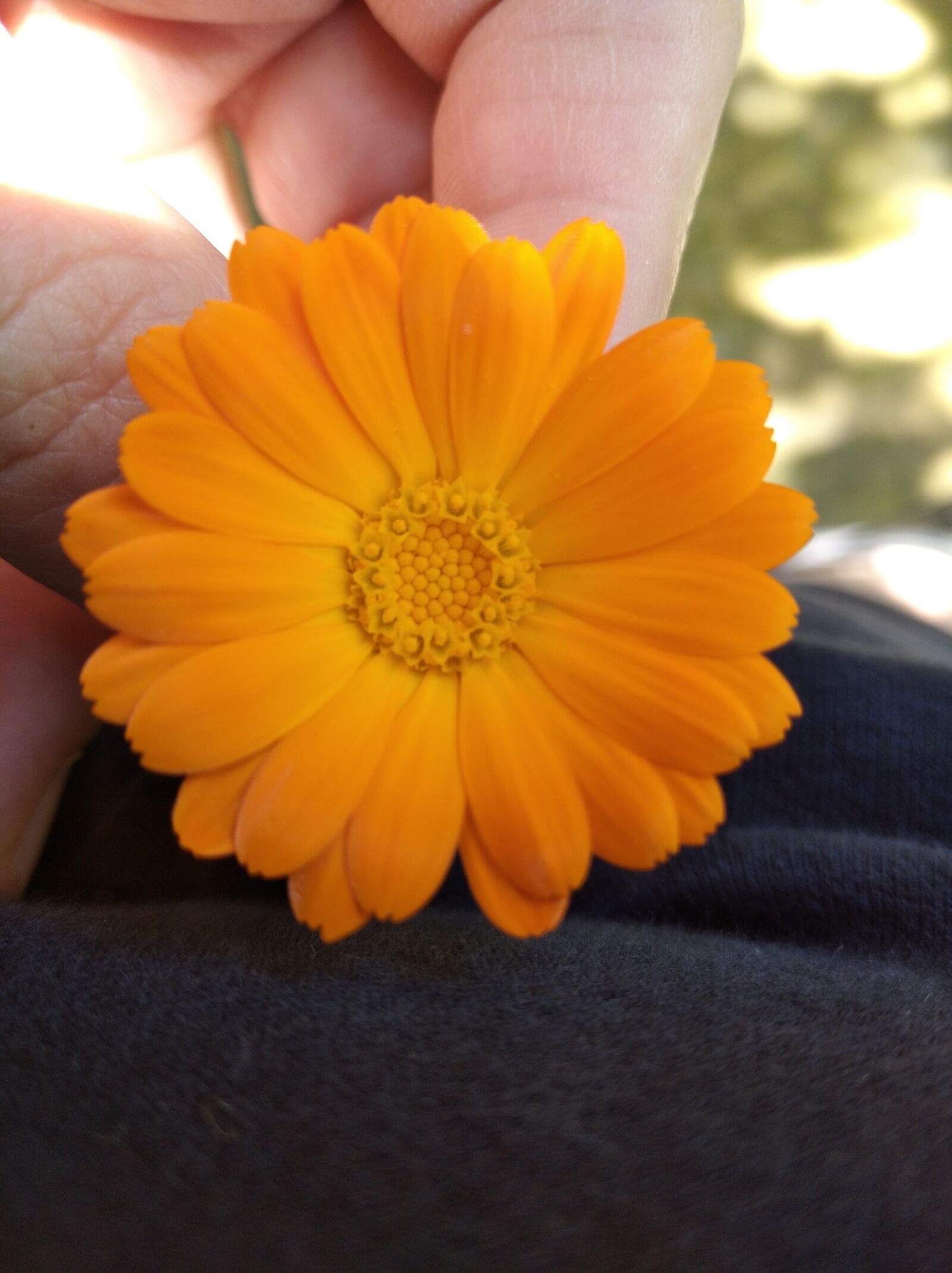 Xiaomi Redmi 8A sample photo. Flower, orange, plant photography