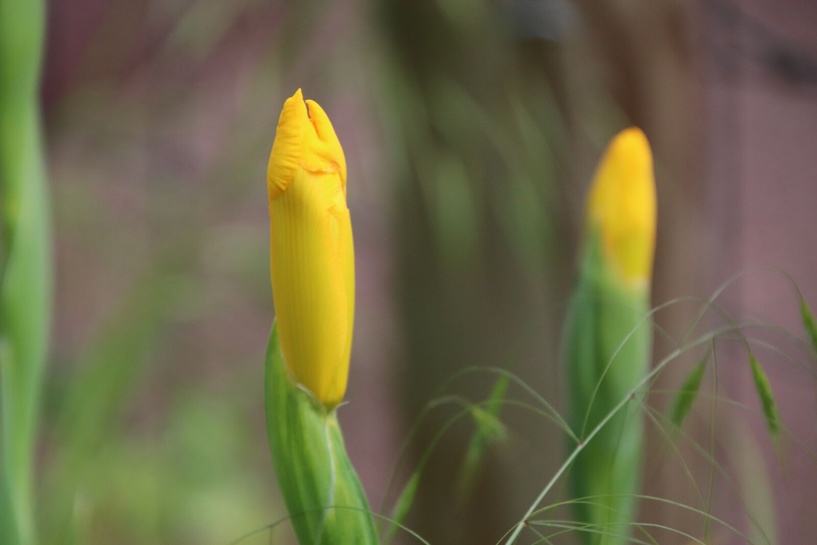 Canon EOS 800D (EOS Rebel T7i / EOS Kiss X9i) sample photo. Iris, flowers, closed photography