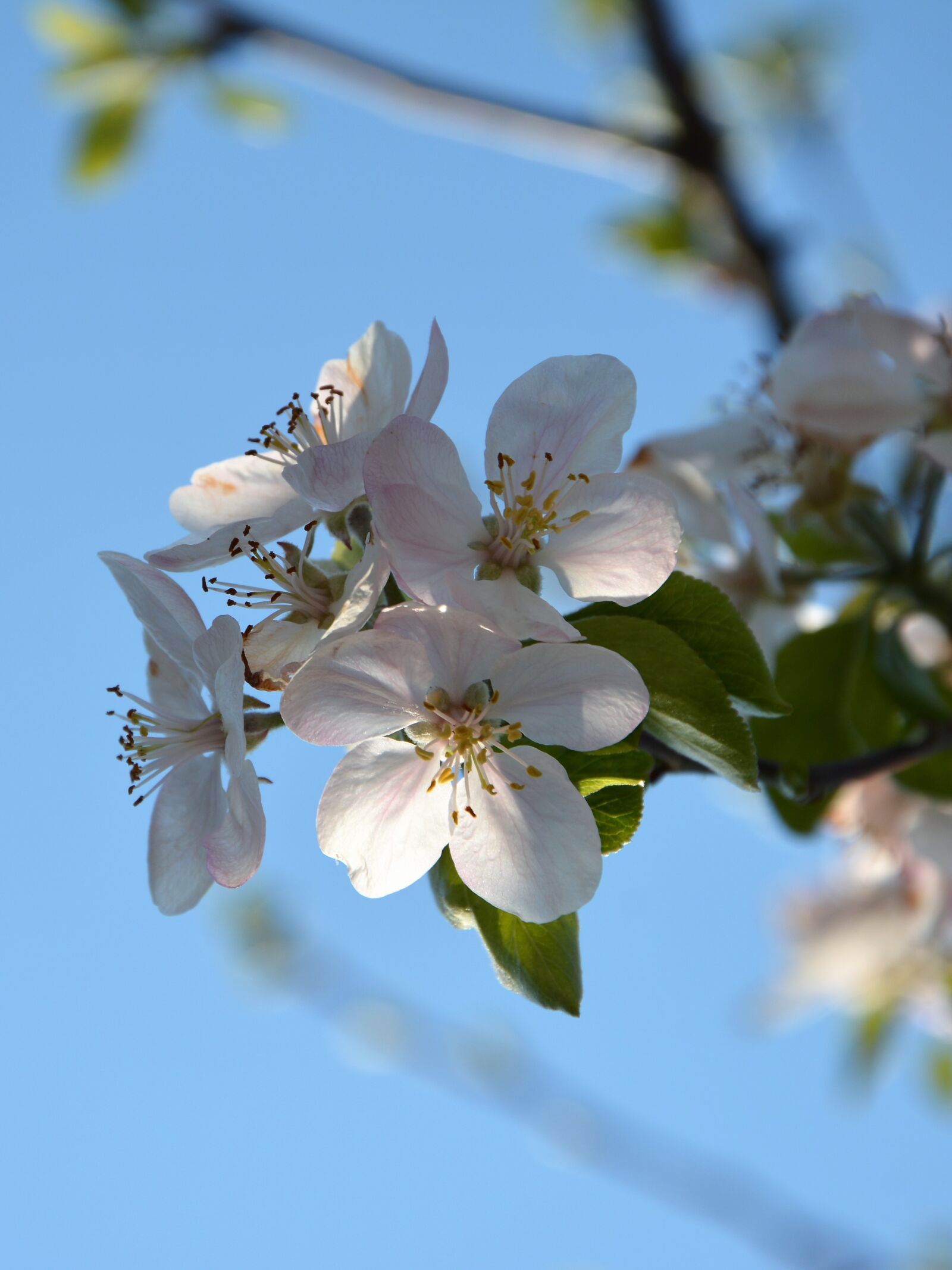 Nikon D7100 sample photo. Sprig, spring, chichewa spring photography