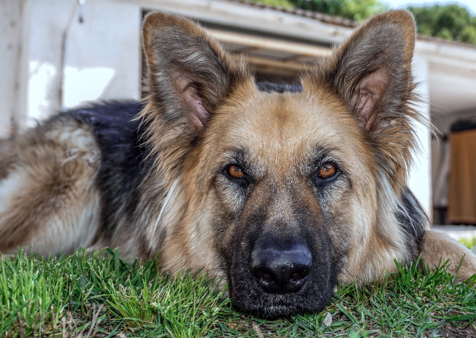 Sony a6000 sample photo. Dog, animal, sheepdog photography