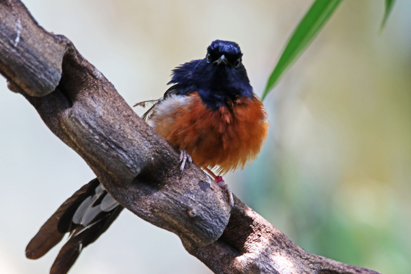Canon EOS 7D Mark II sample photo. Animal, beak, bird, brown photography
