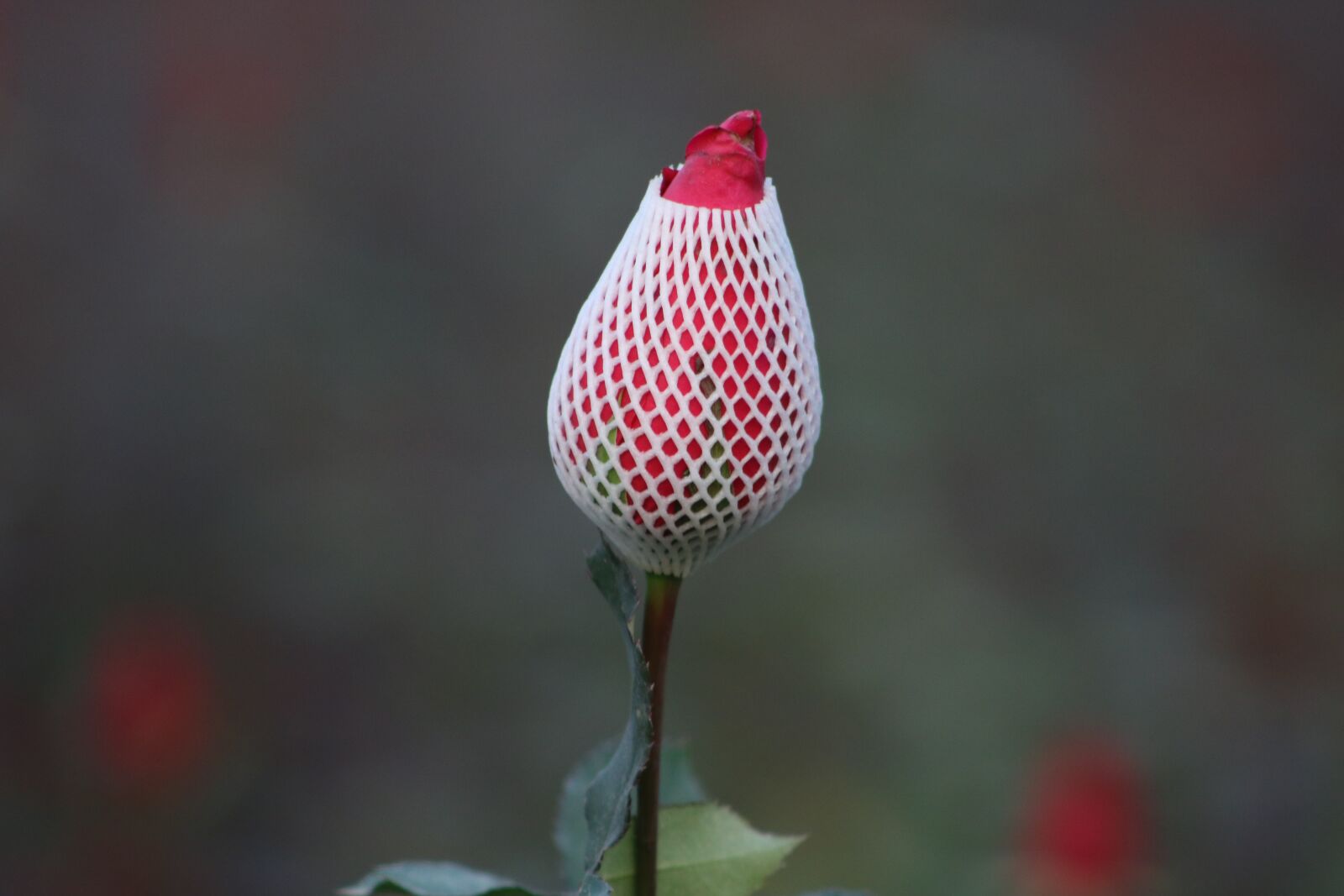 Canon EF75-300mm f/4-5.6 sample photo. Red rose, beautiful rose photography
