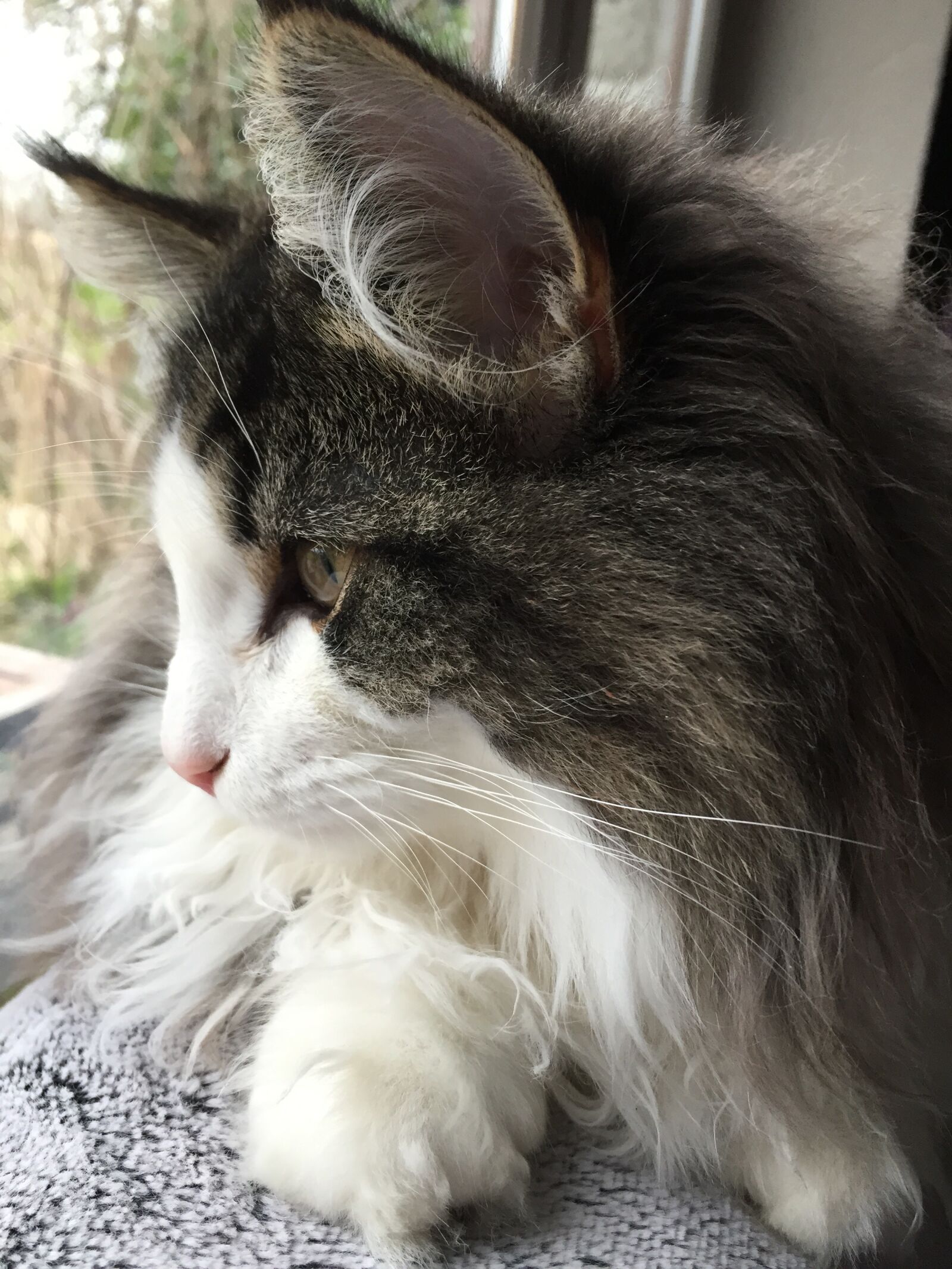 Apple iPhone 6 sample photo. Chat, norvégien, gris photography