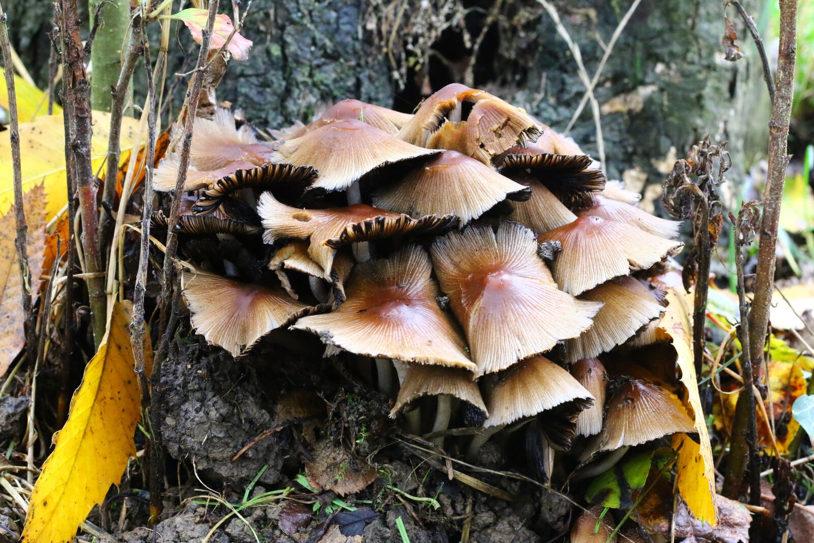 Canon EOS 70D + Canon EF 50mm F1.8 STM sample photo. Fungus, nature, forest photography