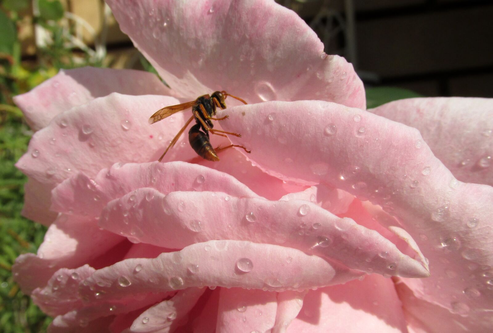 Canon PowerShot SX170 IS sample photo. Wasp, insect, rose photography