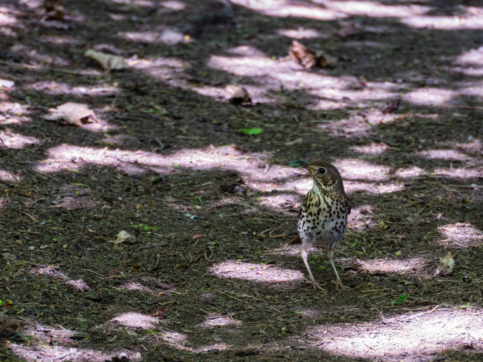 Olympus OM-D E-M10 III sample photo. Thrush, bird, animal photography