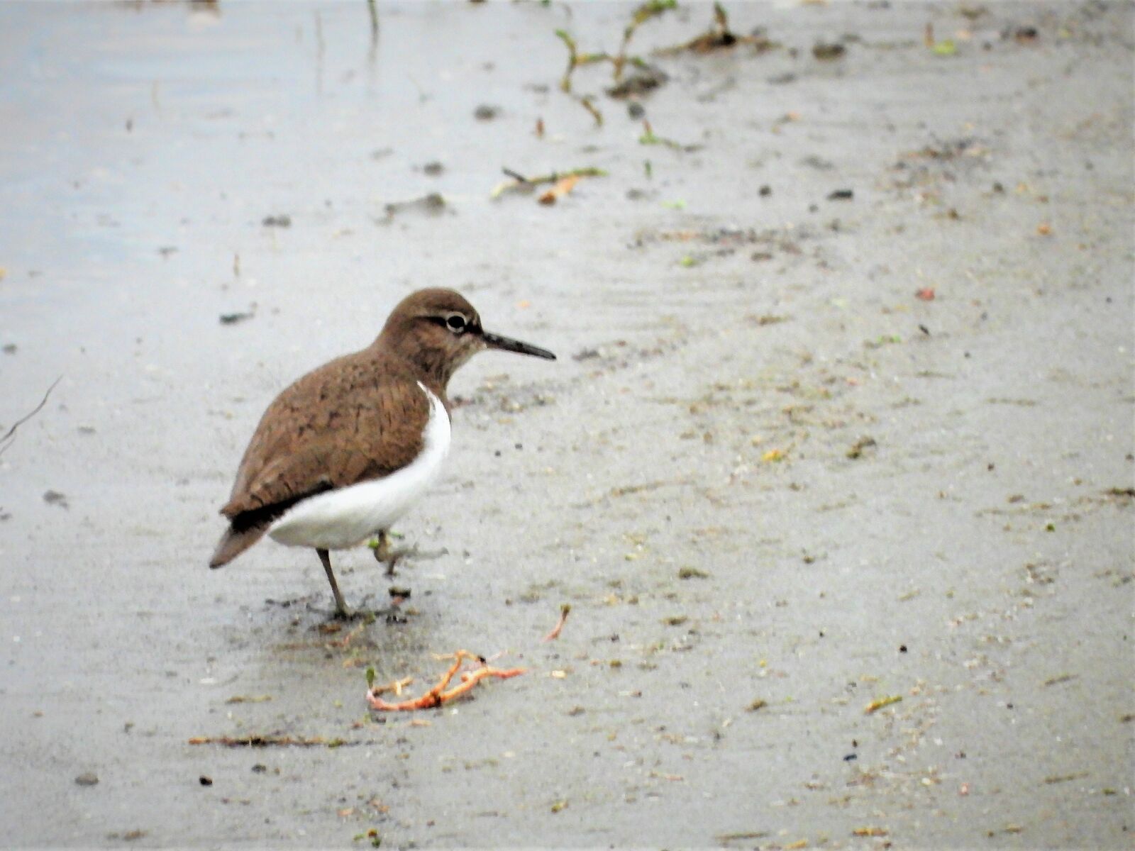Nikon Coolpix P1000 sample photo. Common sandpiper, stilt-walker, waterfowl photography