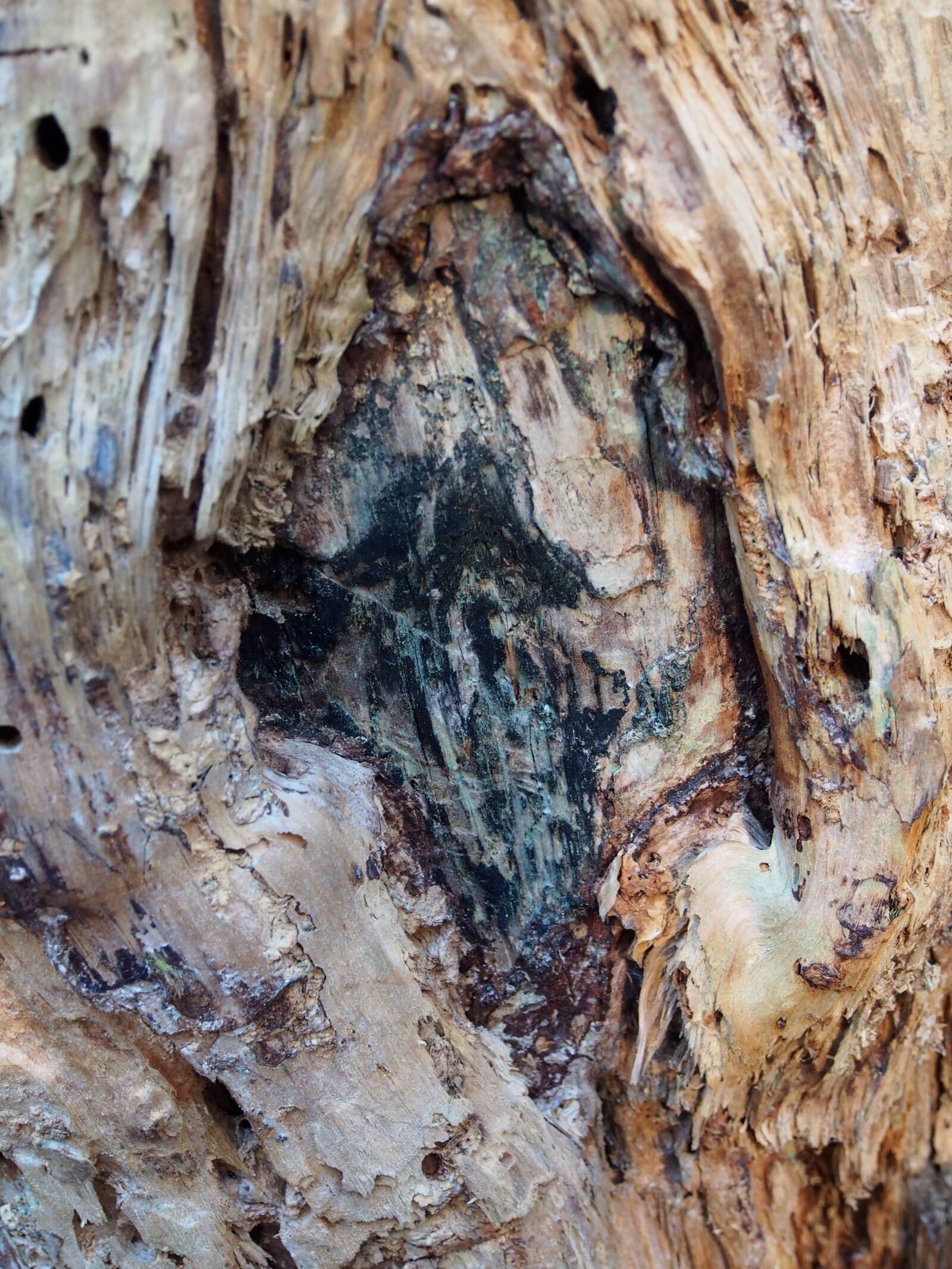 Olympus OM-D E-M5 sample photo. Shape, pattern, tree photography