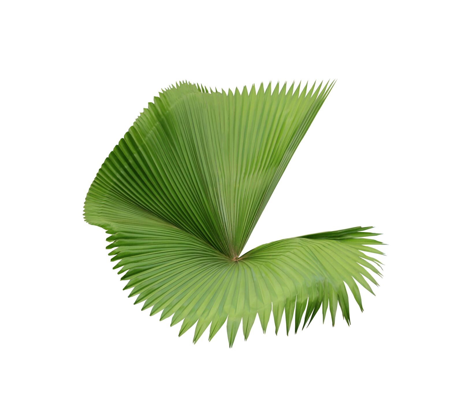 Canon EOS 700D (EOS Rebel T5i / EOS Kiss X7i) sample photo. Palm, leaf, green photography