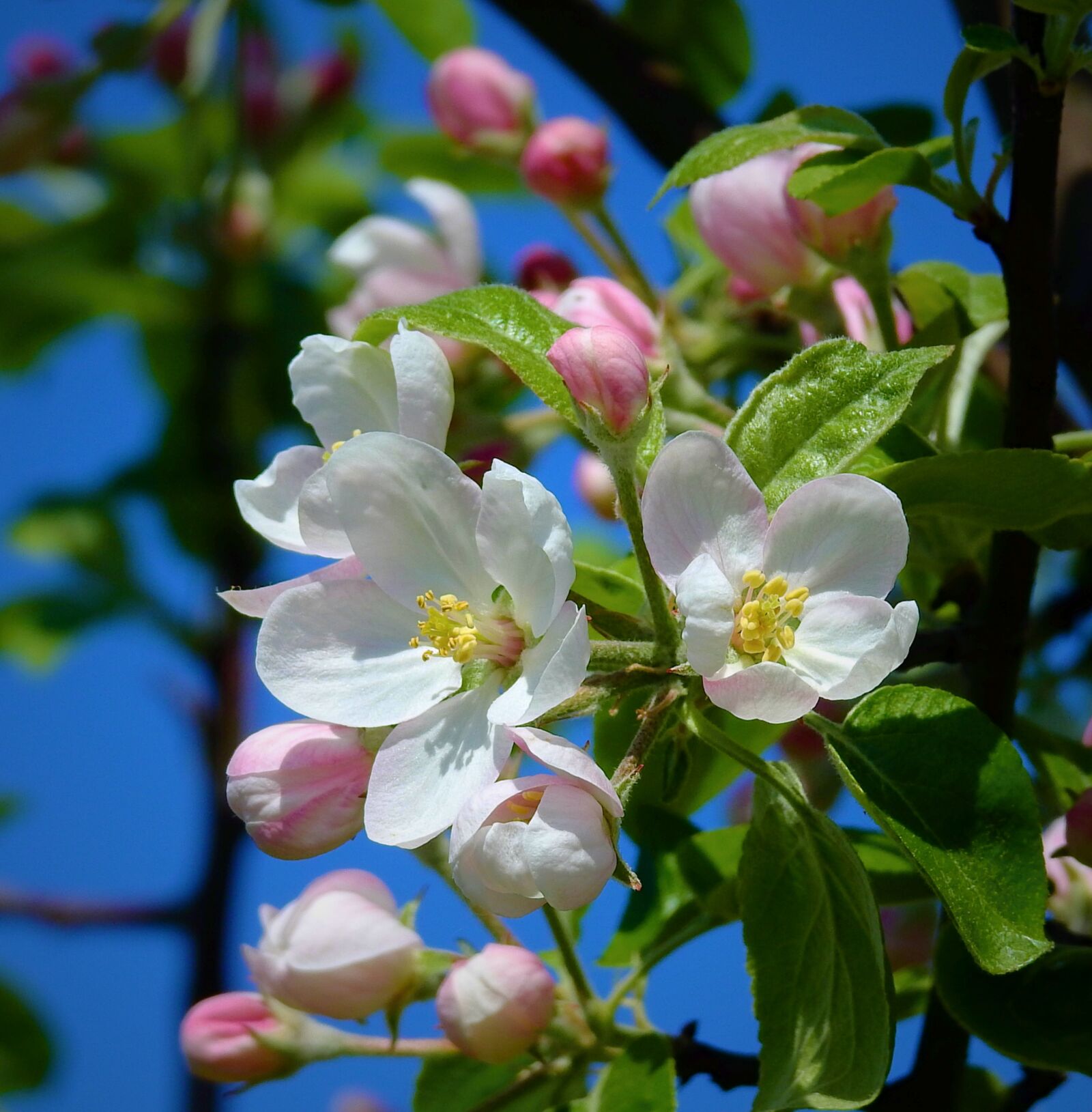 Nikon Coolpix P900 sample photo. Apple flower, blooming, spring photography