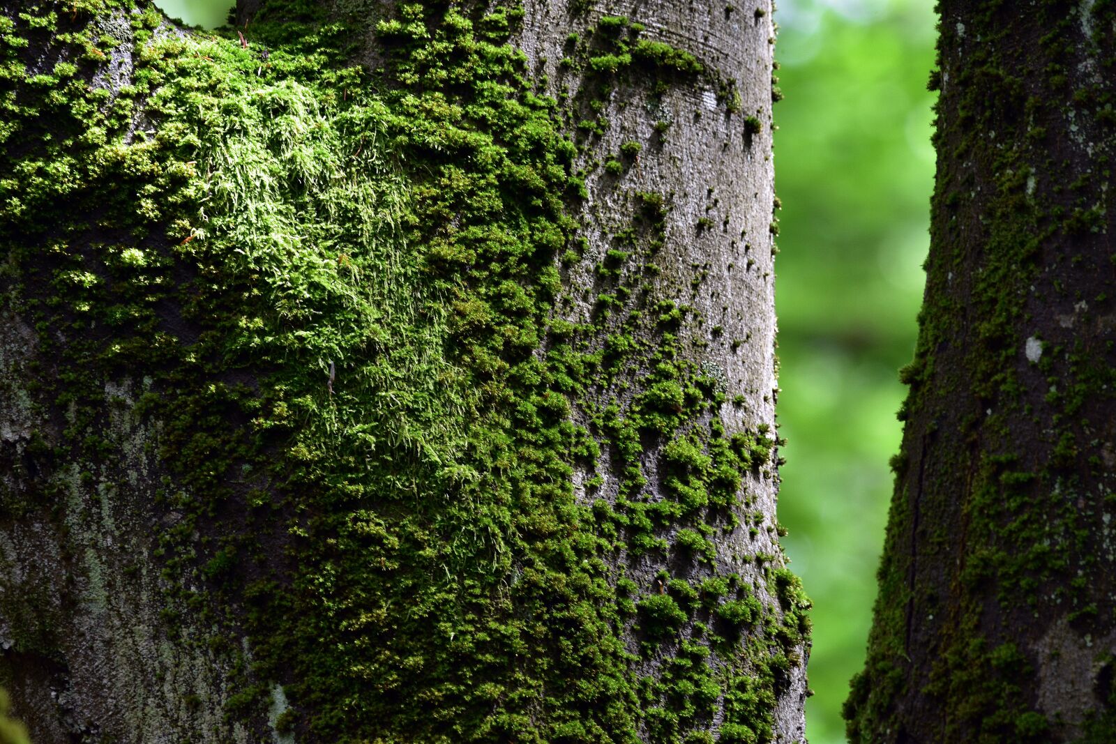 Nikon D3400 sample photo. Moss, forest, nature photography