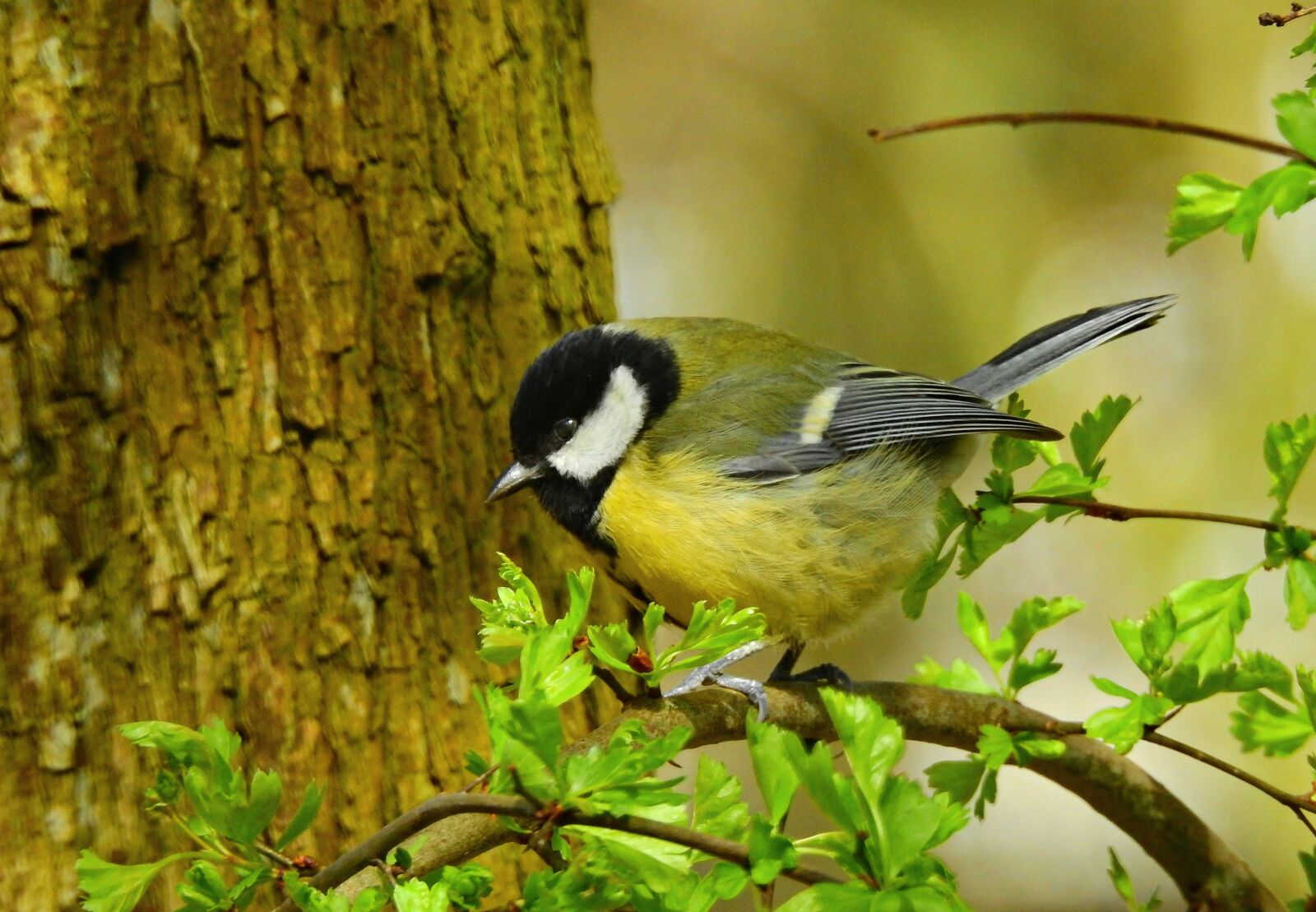 Nikon Coolpix P900 sample photo. Great tit, bird, songbird photography