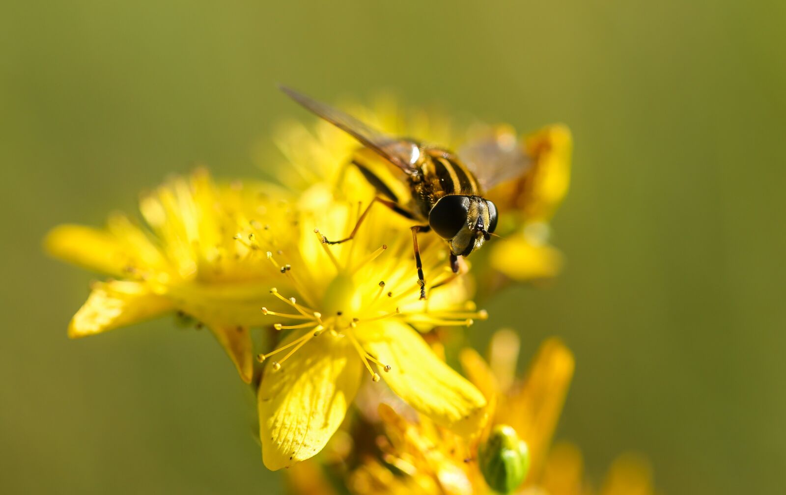 Canon EF 100mm F2.8L Macro IS USM sample photo. Bee, bloom, blooming photography