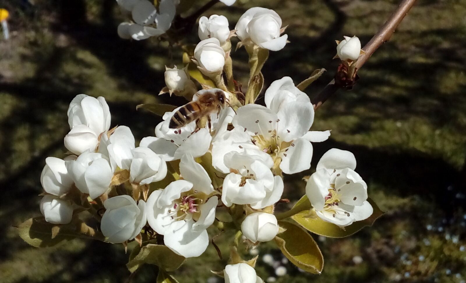 LG K350N sample photo. Bee, spring, flower photography