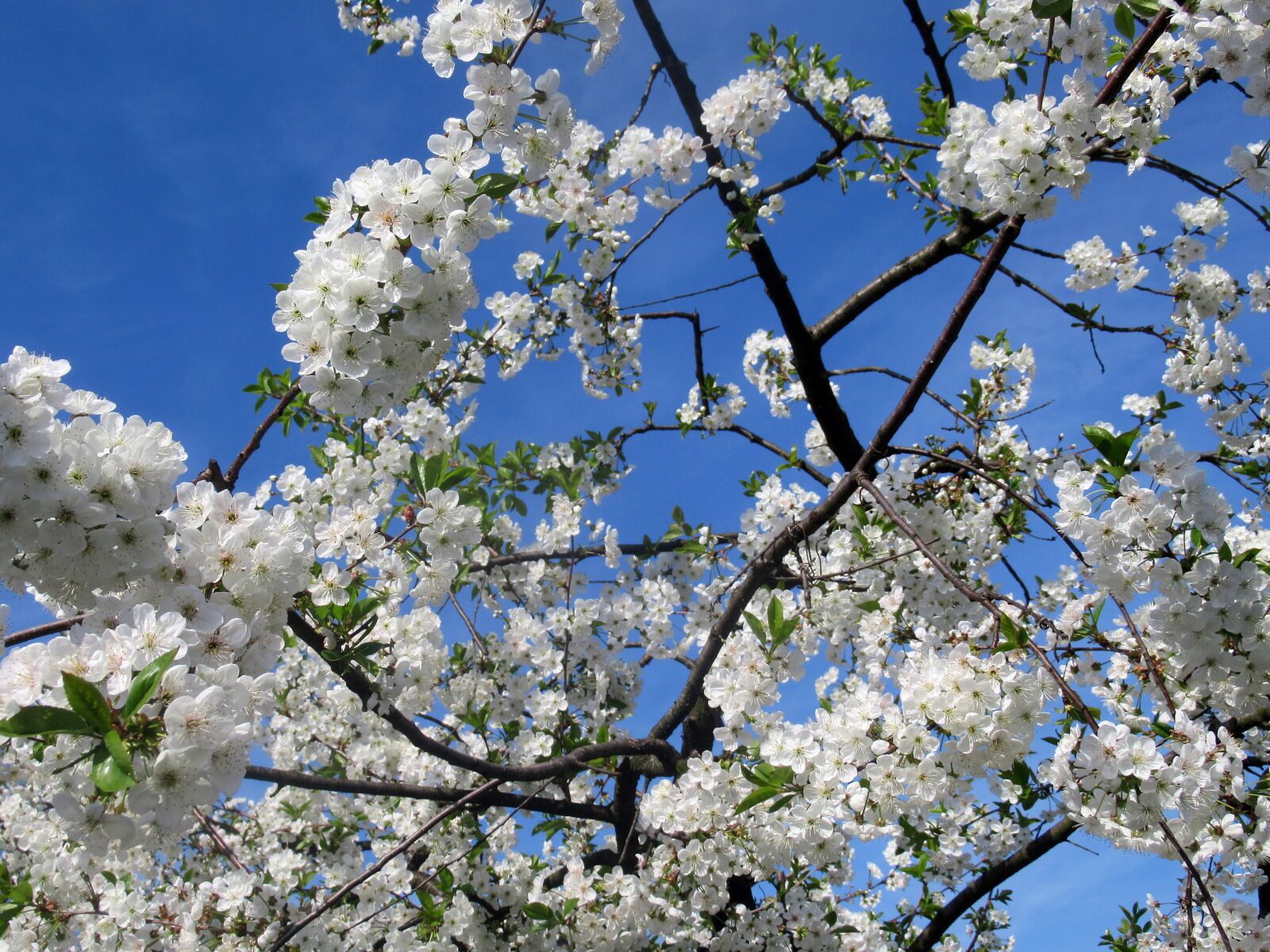 Canon PowerShot SX620 HS sample photo. Sour cherry, wood, flower photography