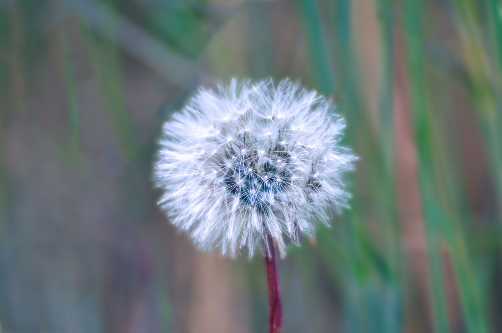 Nikon D7000 sample photo. White, flower, bloom photography