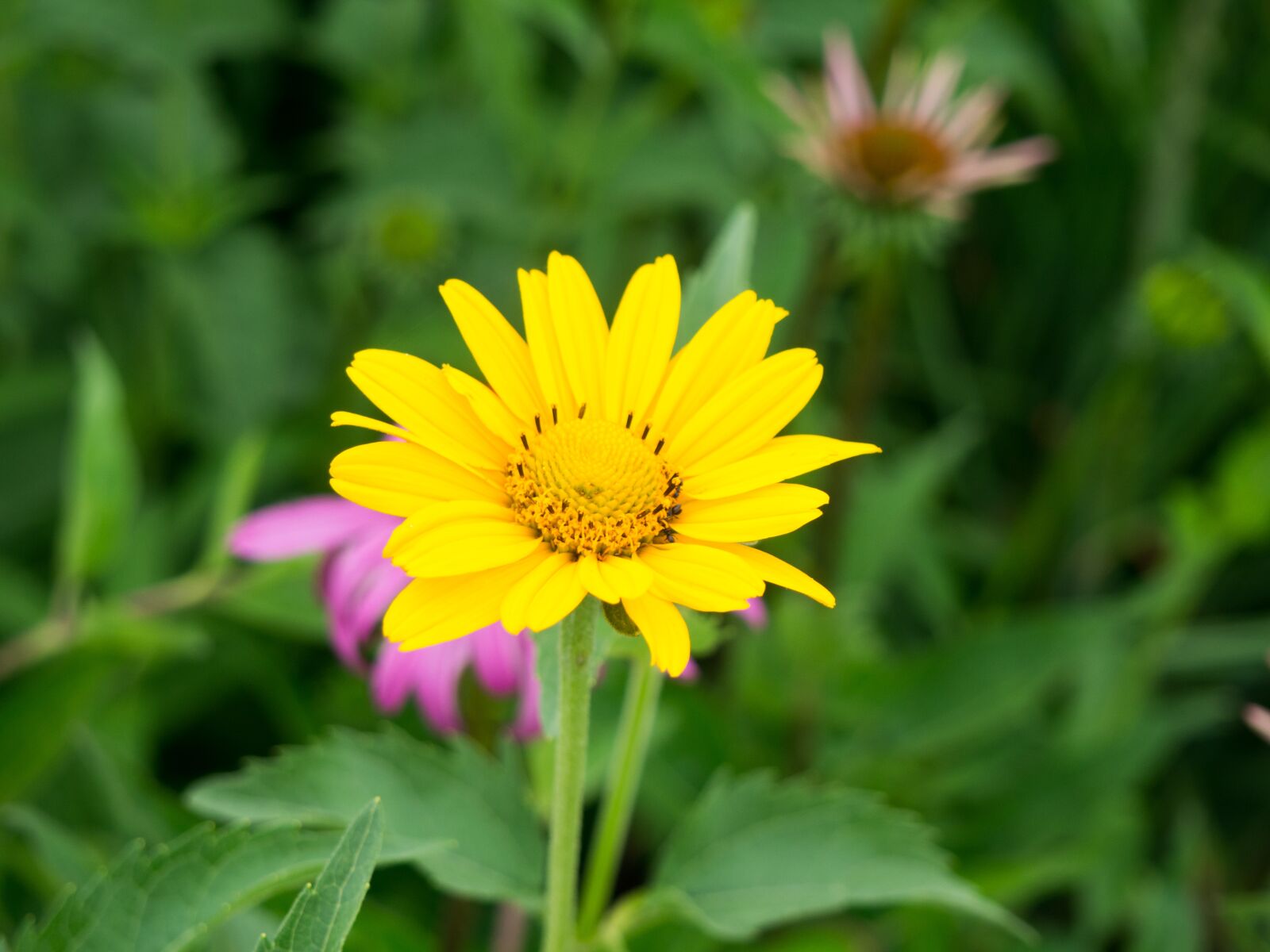 Olympus OM-D E-M10 sample photo. Yellow, petals, beautiful photography