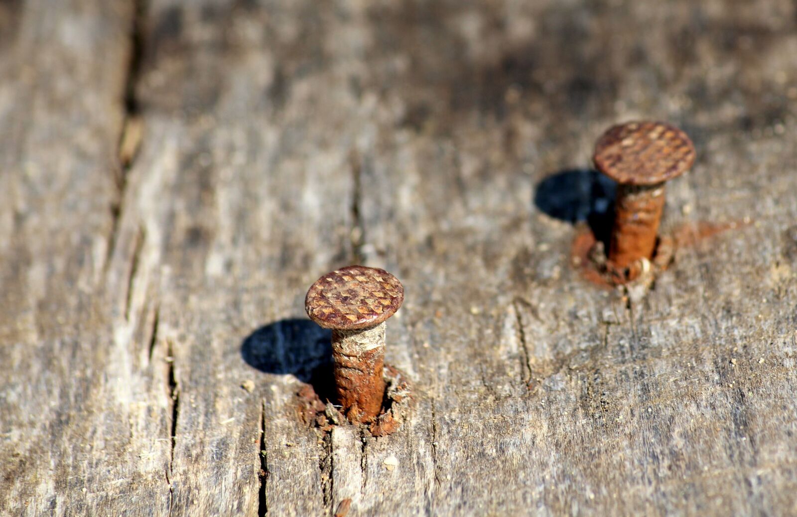 Canon EOS 1200D (EOS Rebel T5 / EOS Kiss X70 / EOS Hi) sample photo. Nail, pounded, wood photography