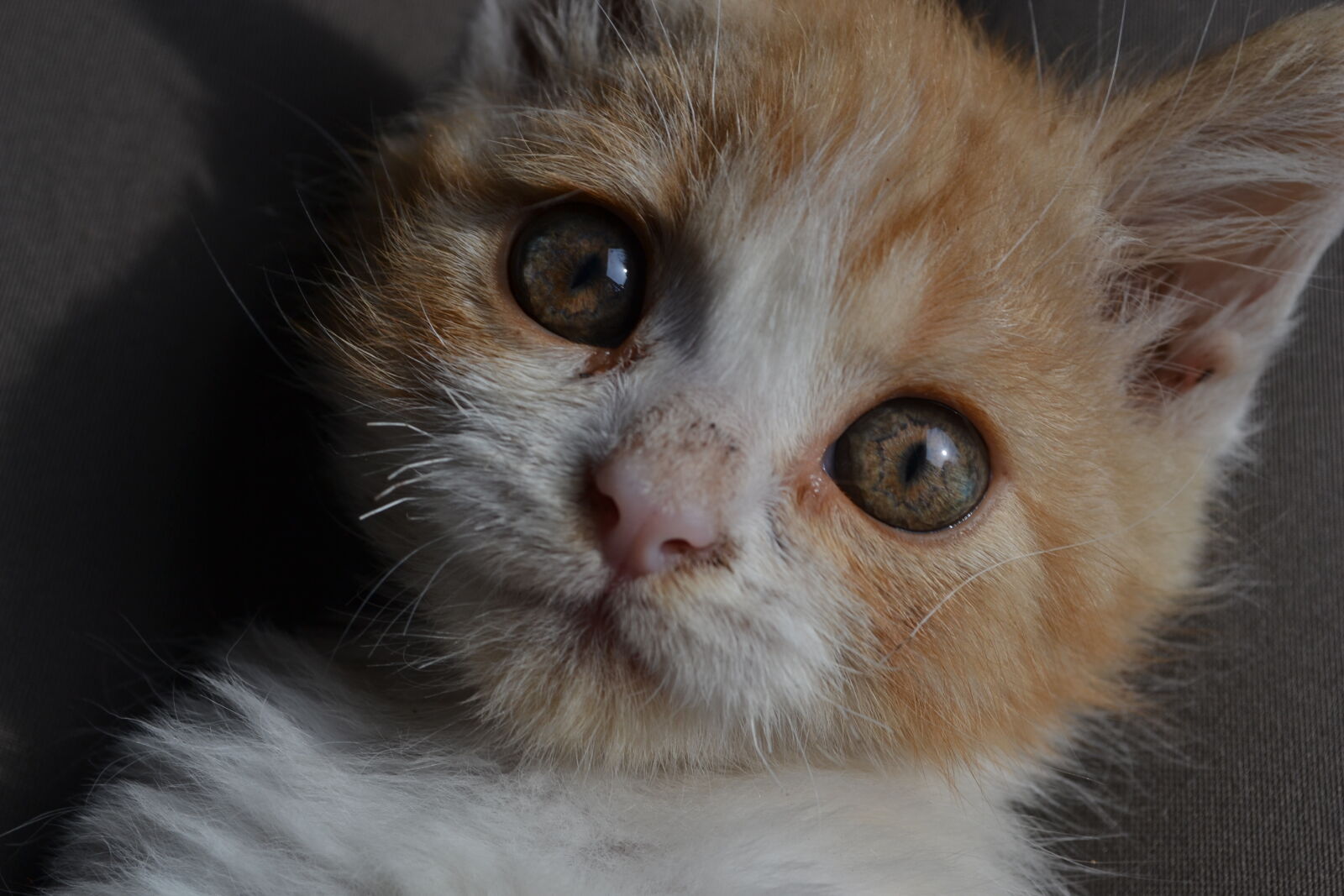 Nikon D3100 sample photo