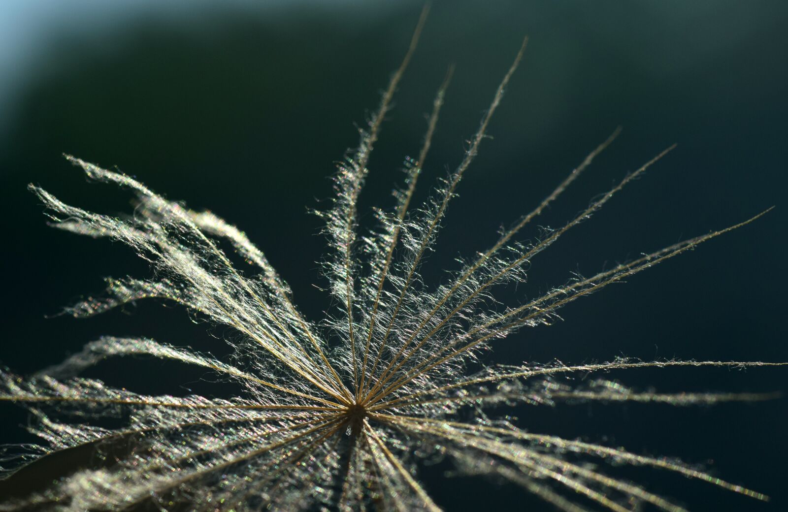 Nikon D3300 sample photo. Flugsame, same, slightly photography