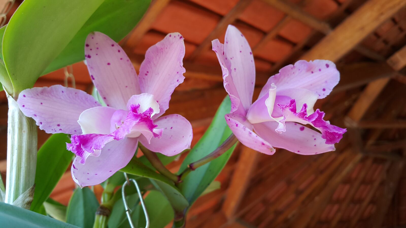 Samsung Galaxy Note4 sample photo. Orchid, flowers, garden photography