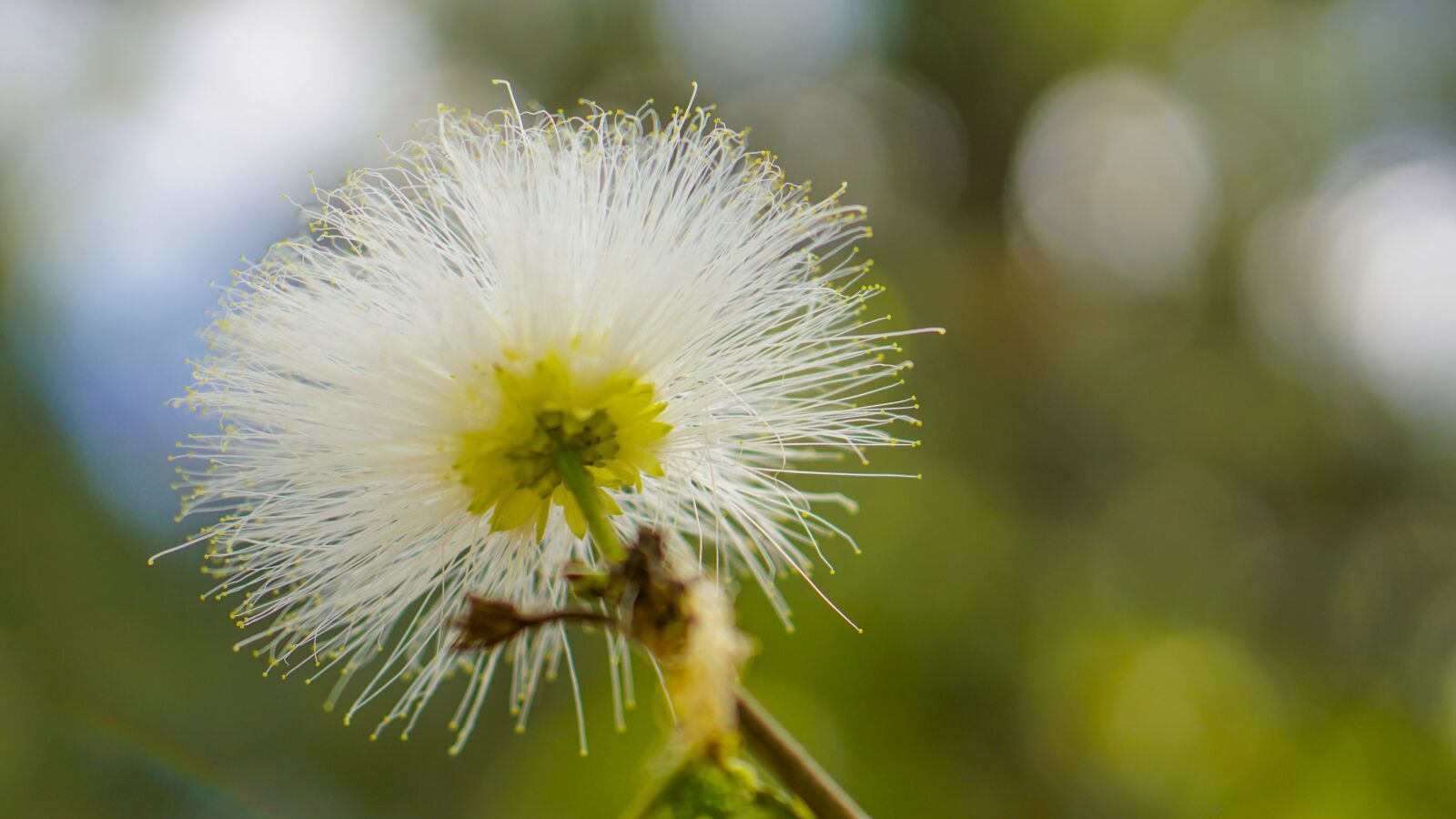 E 50mm F1.8 OSS sample photo. Flower, green, nature photography