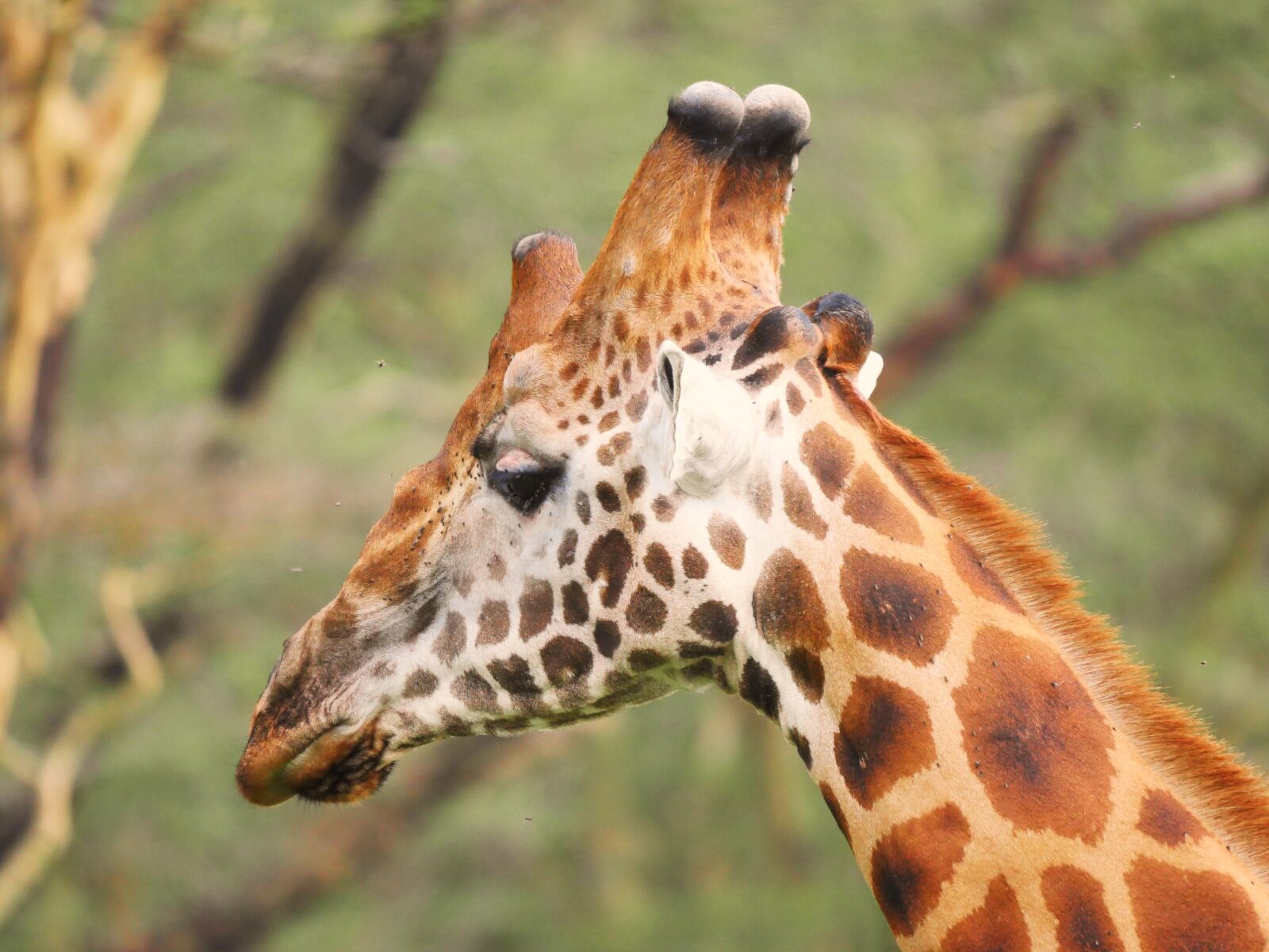 Panasonic Lumix DMC-GX8 sample photo. Giraffe, head, close up photography