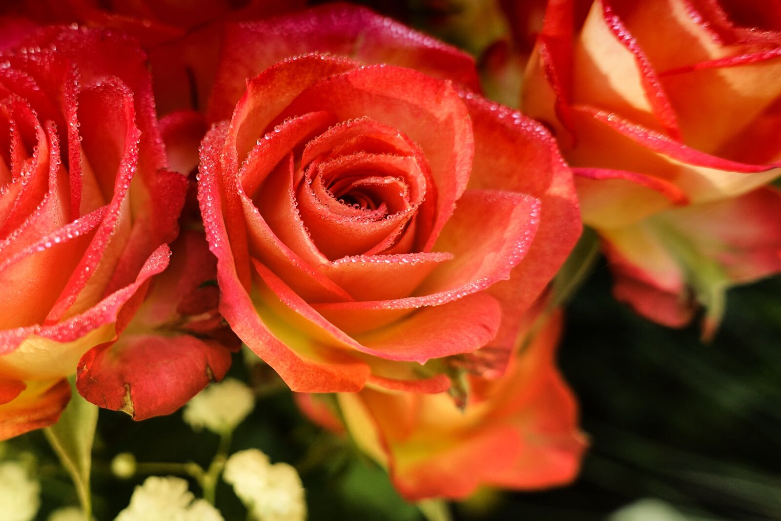 Sony DSC-RX100M5 sample photo. Roses, flowers, plant photography
