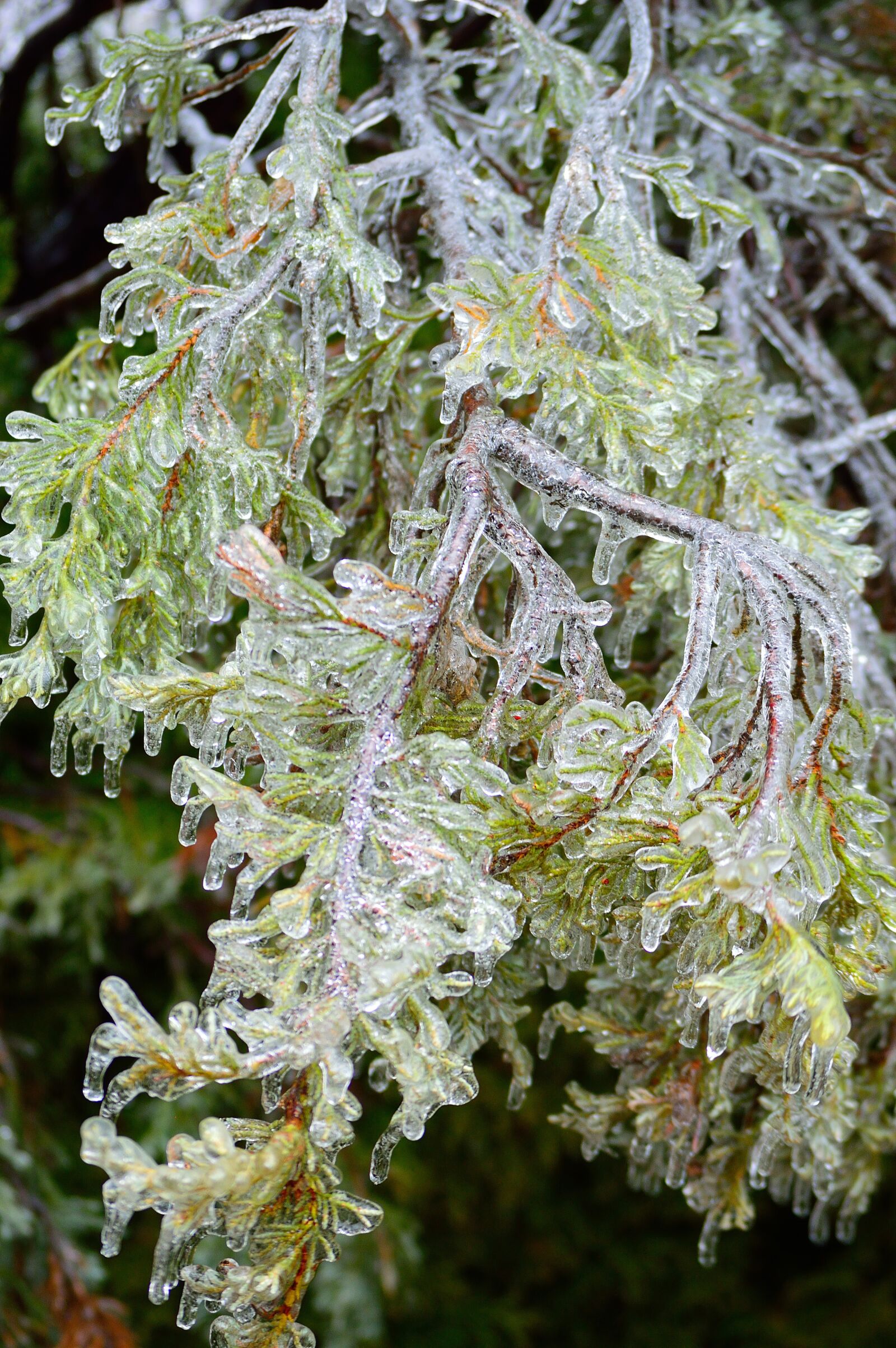 Nikon D3200 sample photo. Ice bough, winter, ice photography