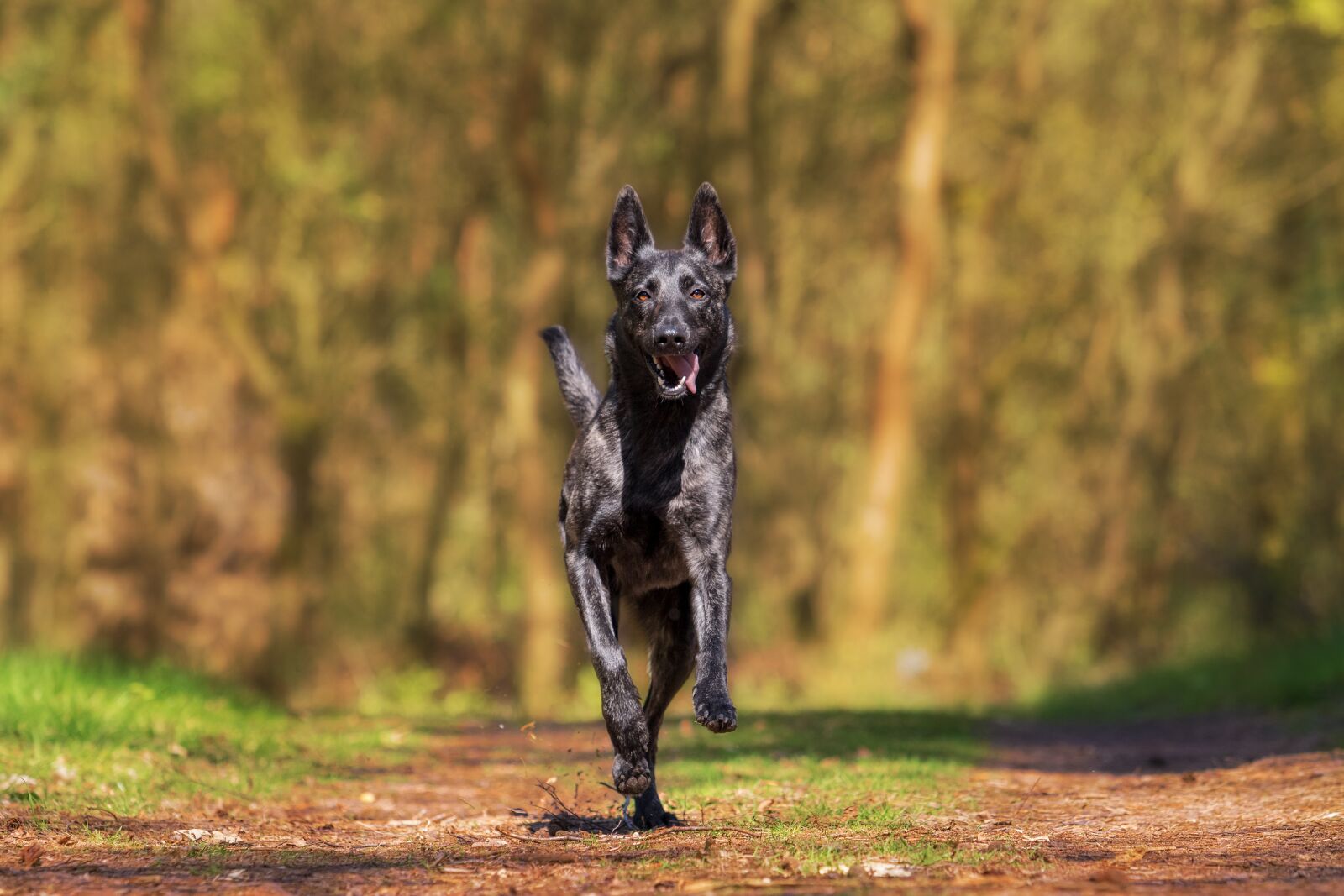 Canon EOS 7D Mark II + Canon EF 70-200mm F2.8L USM sample photo. Herder, action, dog photography