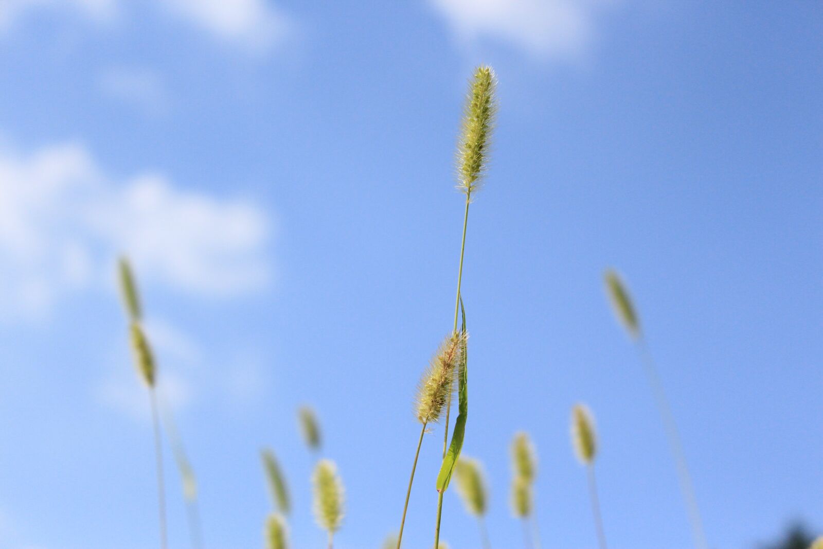 Canon EOS 600D (Rebel EOS T3i / EOS Kiss X5) sample photo. Nature, plants, summer photography