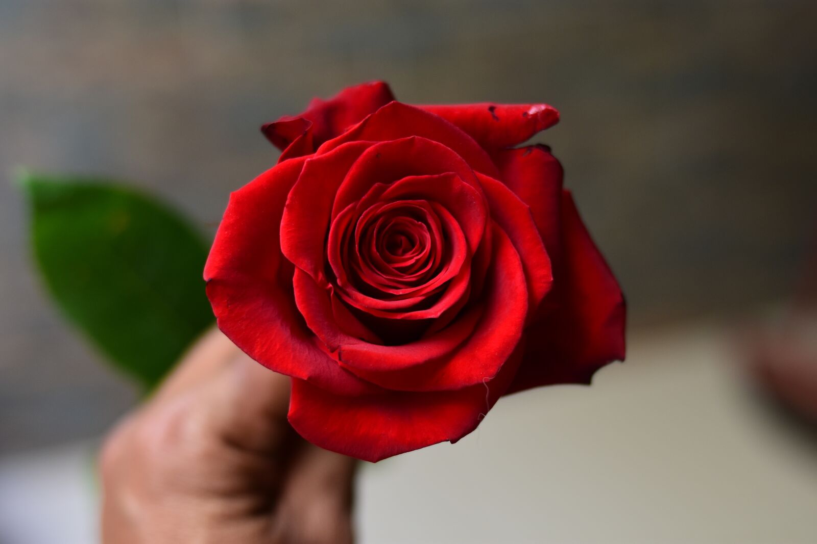 Nikon D3400 sample photo. Rosa, flower, petal photography