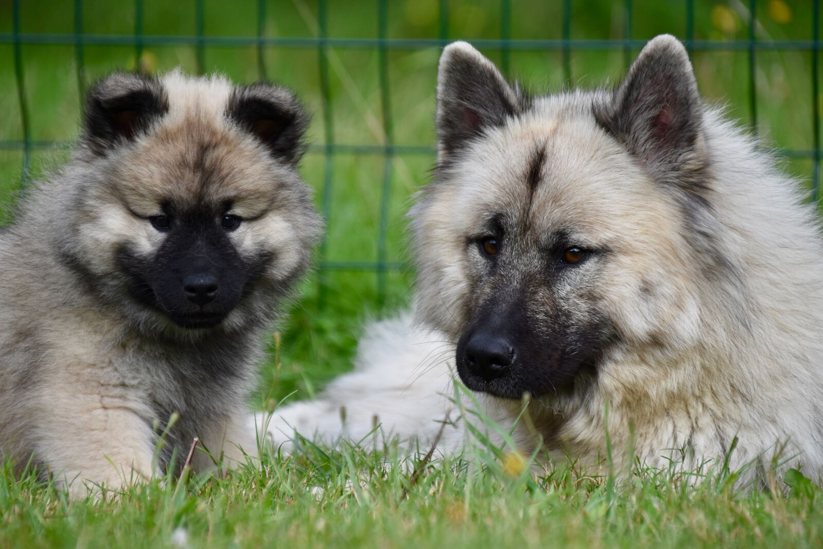 Nikon D5600 sample photo. Dog eurasier, bitch patchouline photography