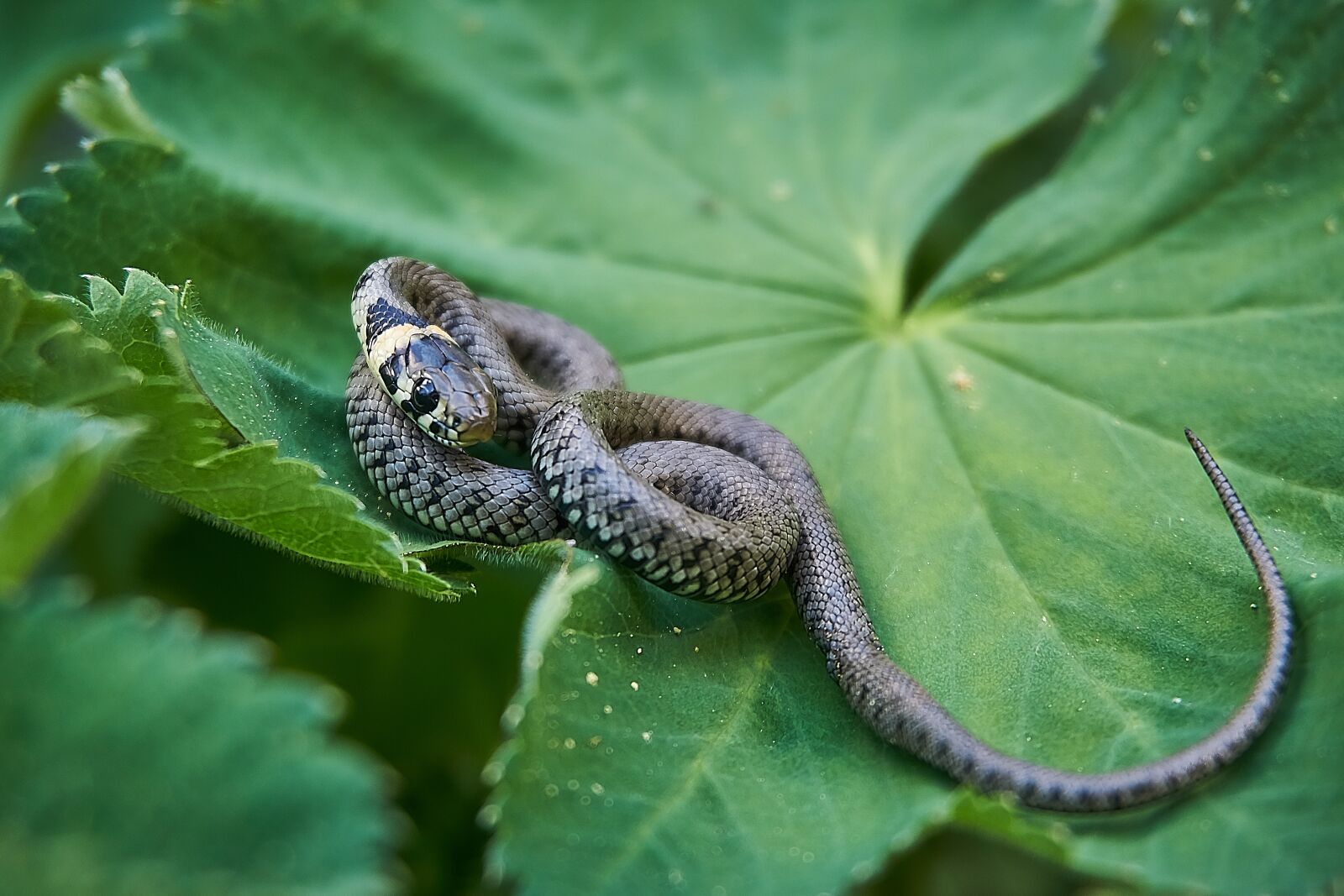 Sony a6000 sample photo. Grass snake, snake, hide photography