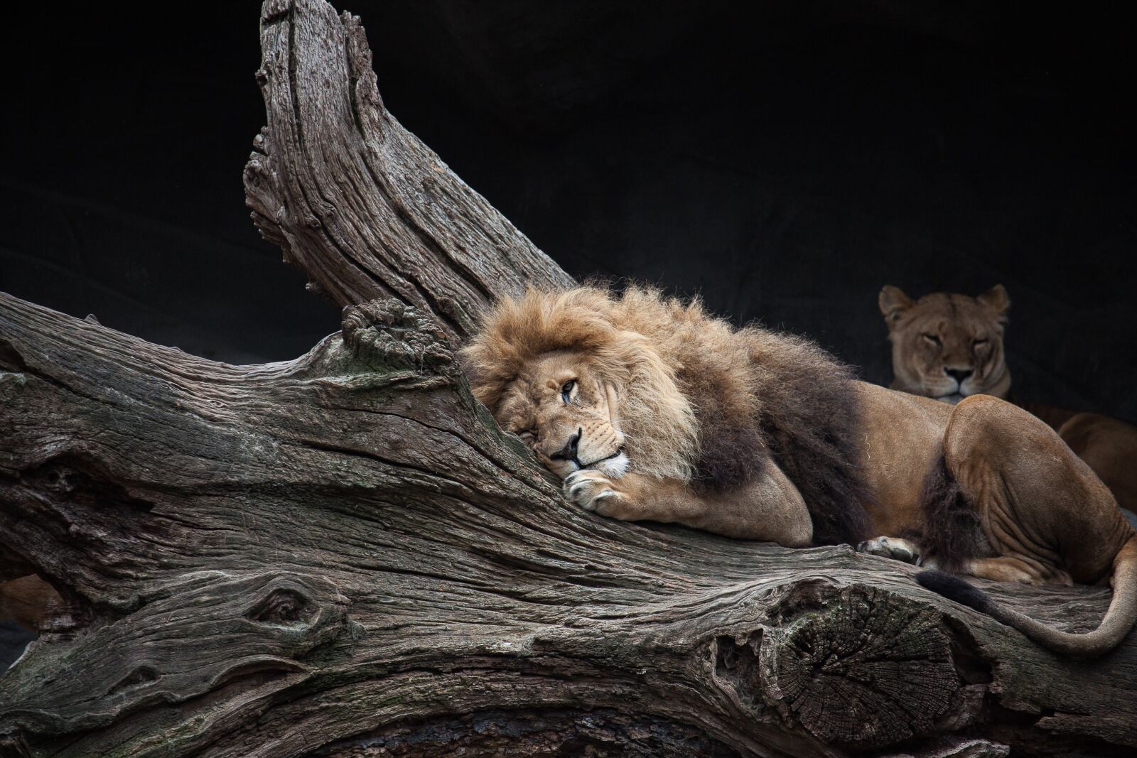Canon EOS 50D sample photo. Lion, predator, female photography