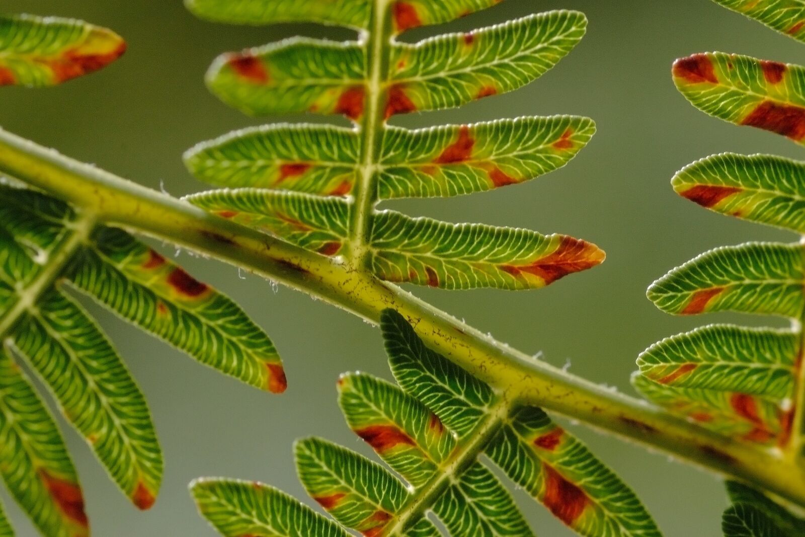 Canon EOS 10D sample photo. Fern, leaf, leaves photography