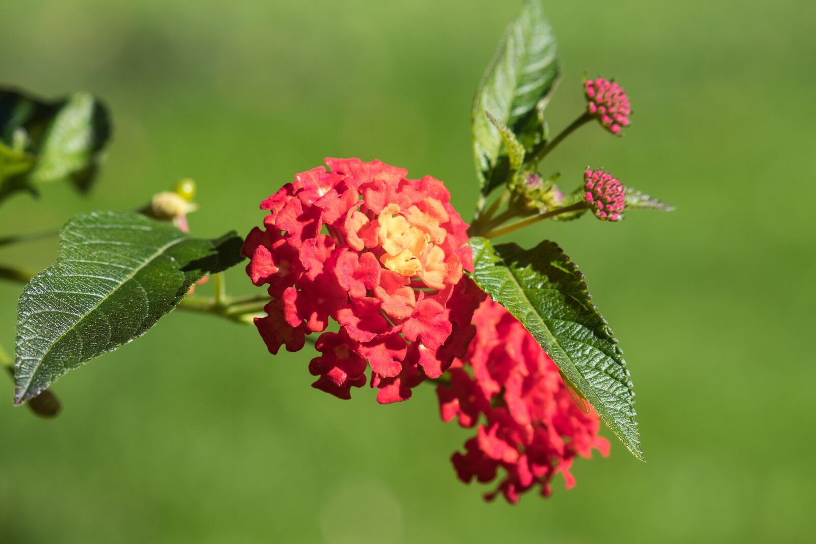 Canon EF-S 55-250mm F4-5.6 IS STM sample photo. Blossom, bloom, plant photography