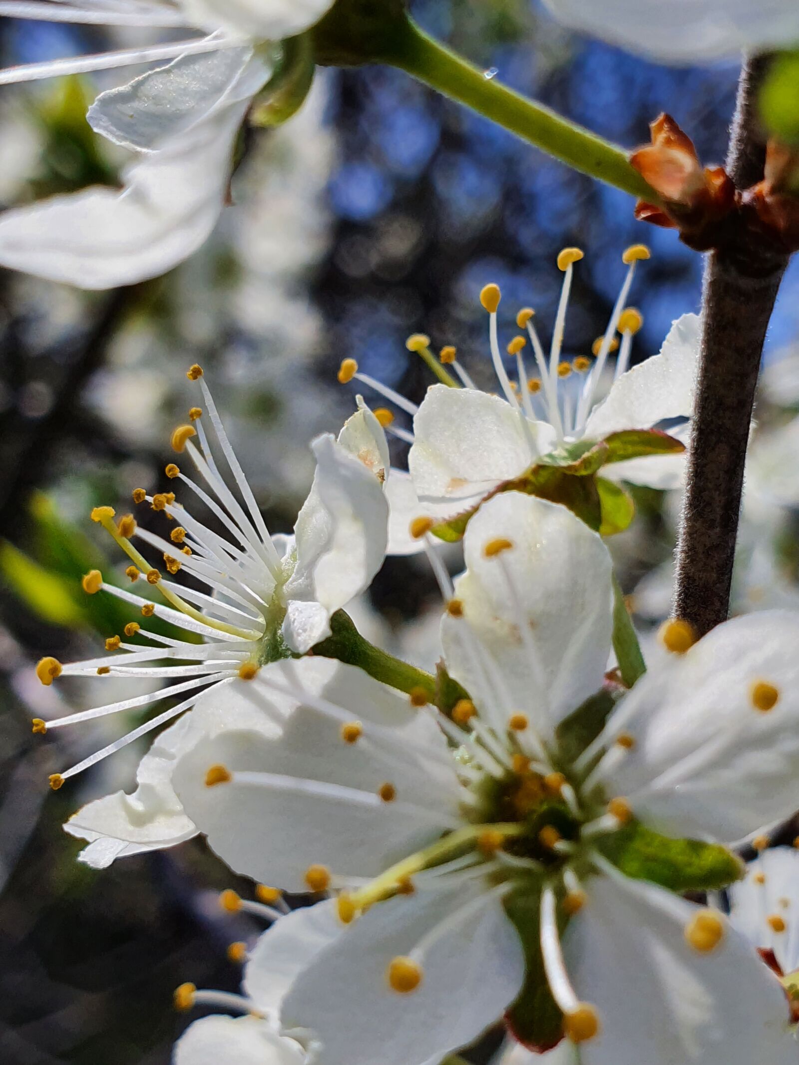 Samsung Galaxy S10 sample photo. Cherry, macro, spring photography