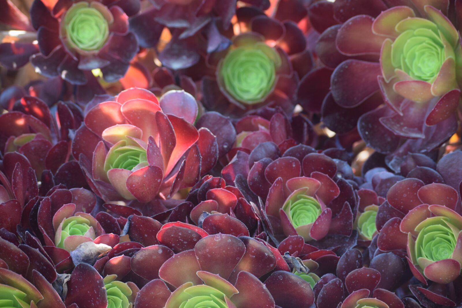 Nikon D3300 sample photo. Cactus, nature, succulent photography