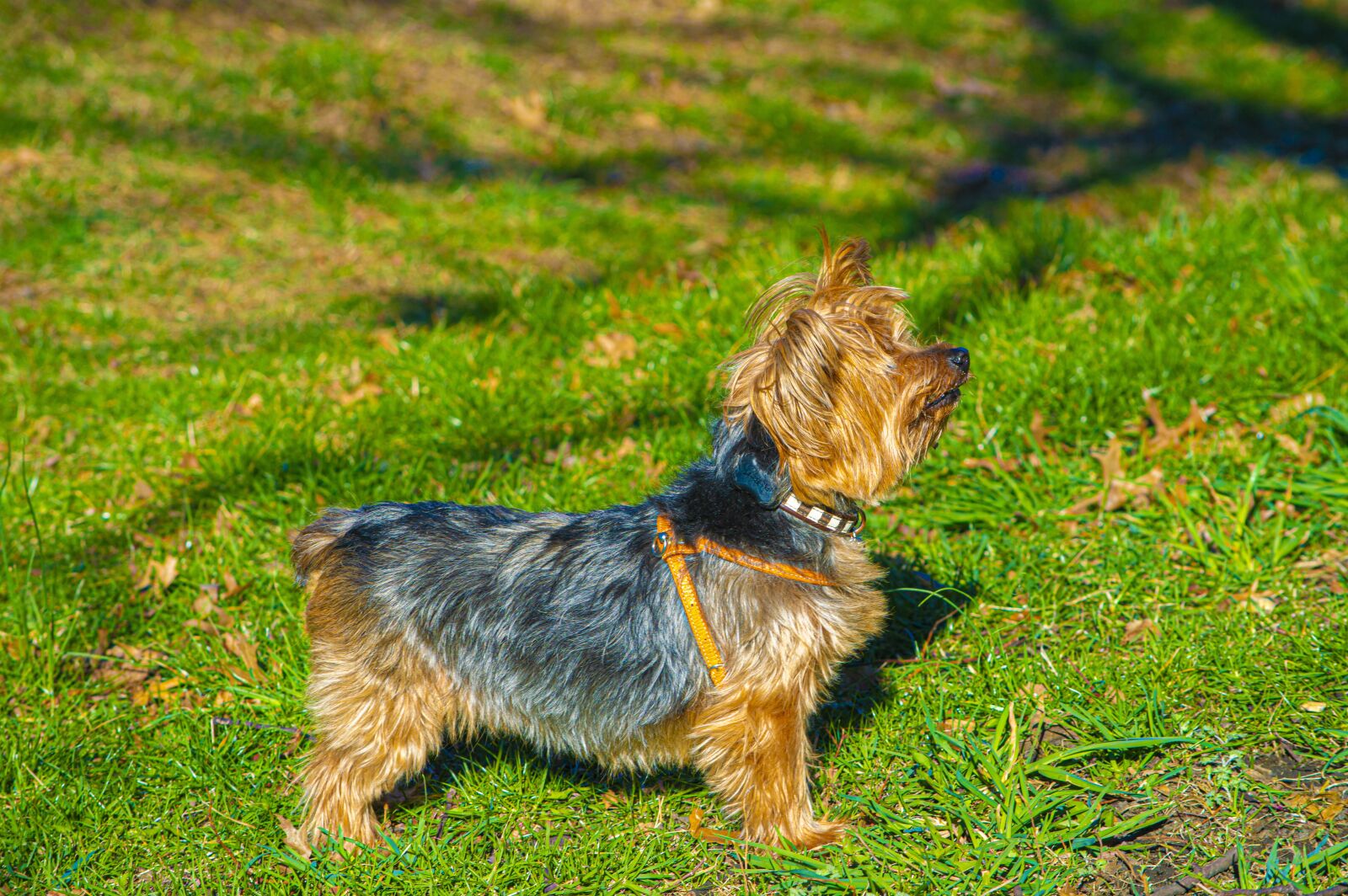 Nikon D3200 sample photo. Yorkie, yorkshire terrier, park photography