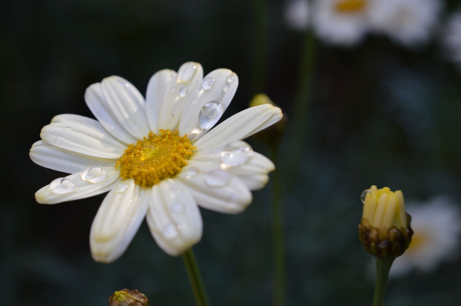 Nikon D3200 sample photo