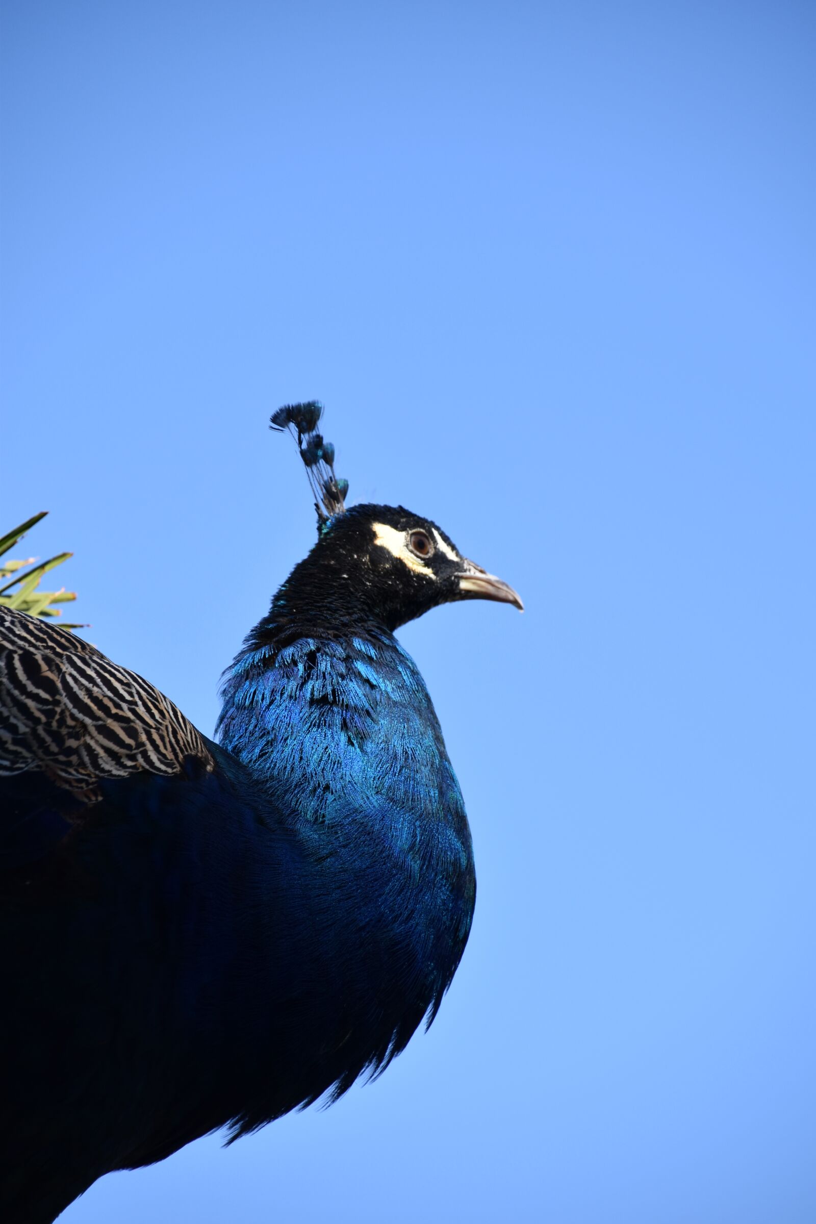 Nikon D5600 sample photo. Bird, blue, nature photography