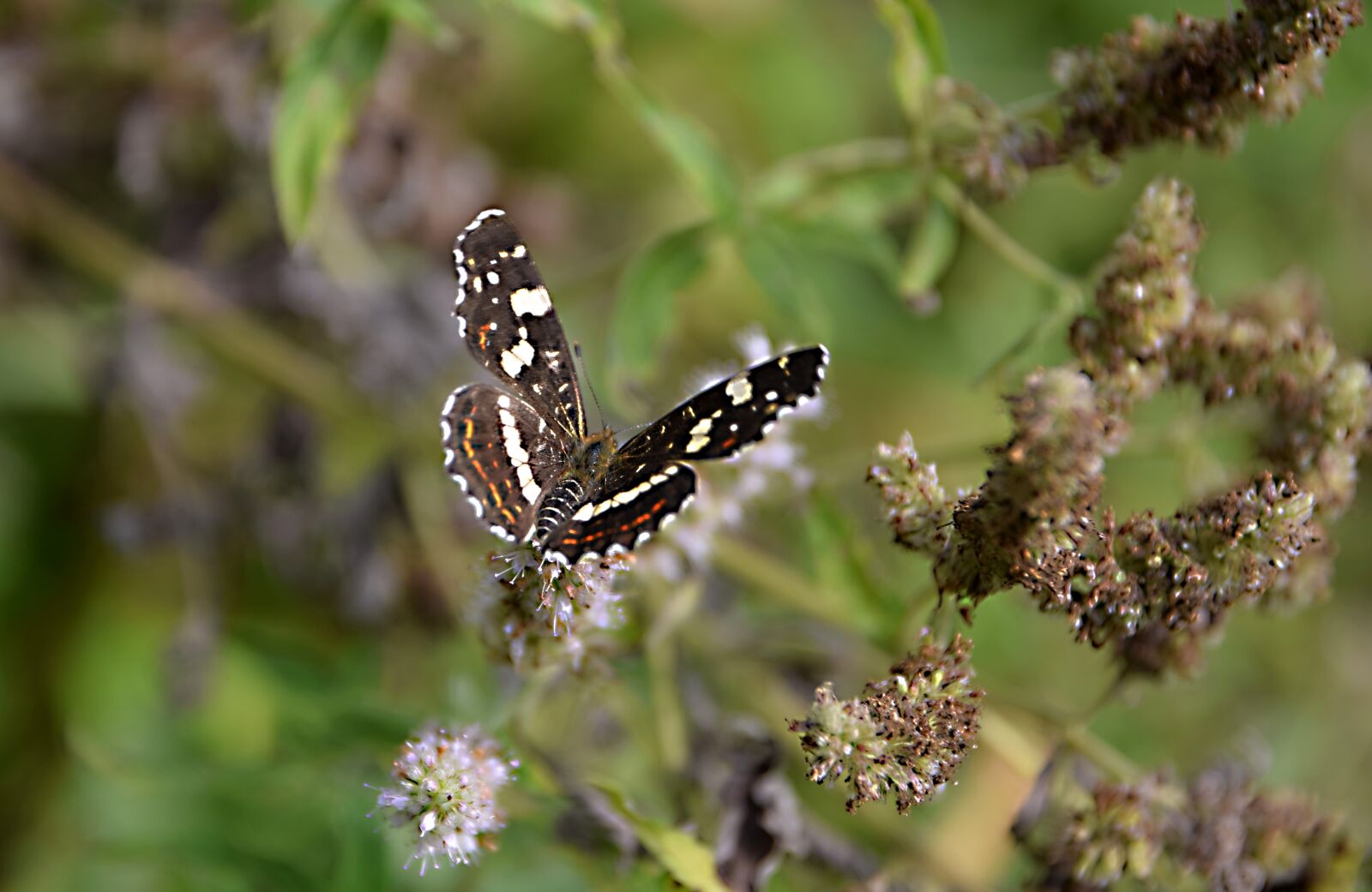 Nikon D5300 sample photo. Butterfly, insects, flower photography